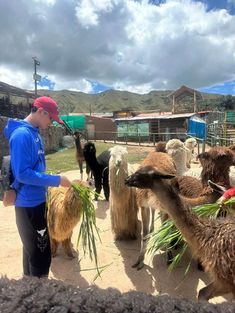 llamas.jpeg