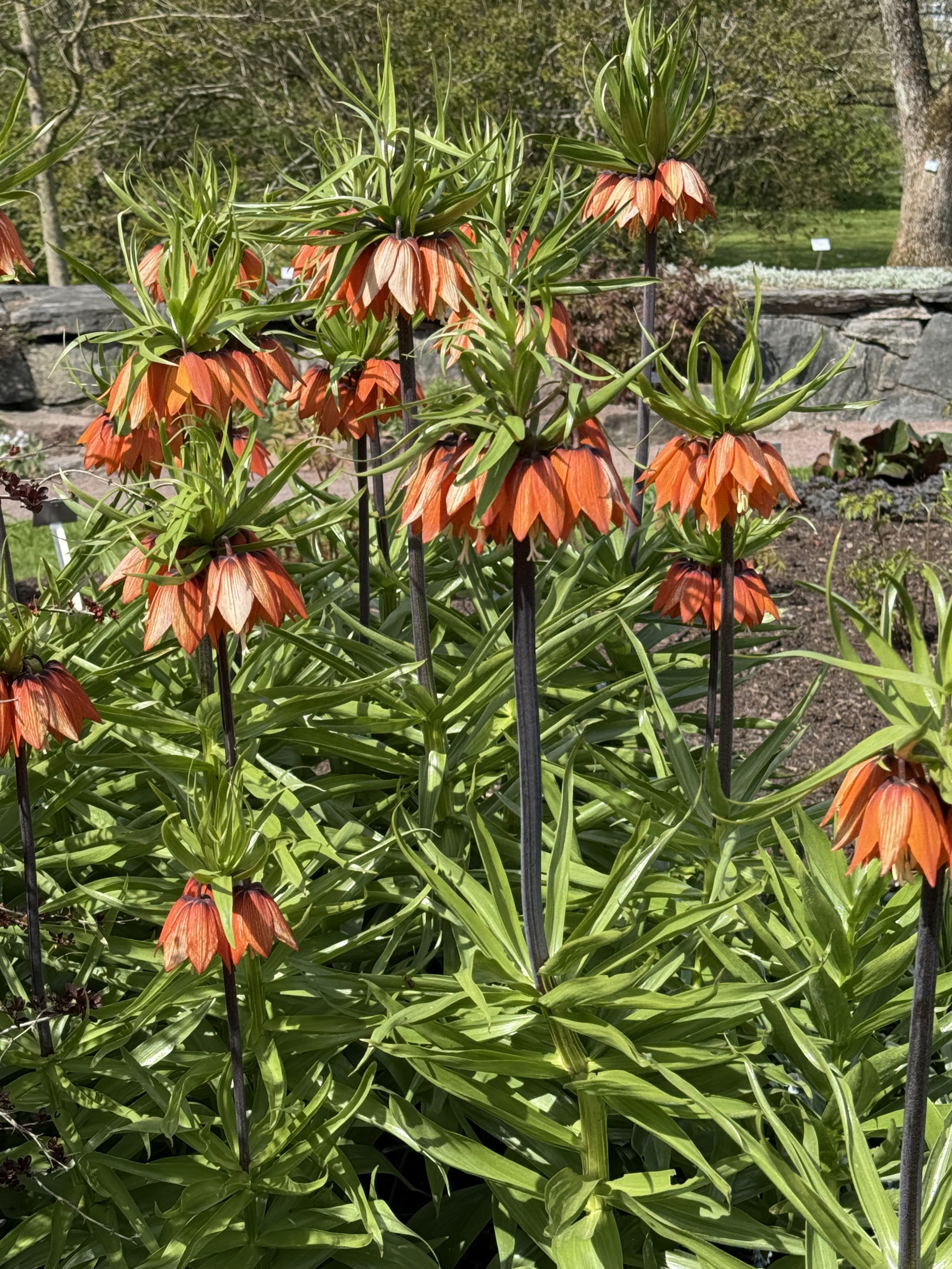 Gothenburg Botanical Gardens