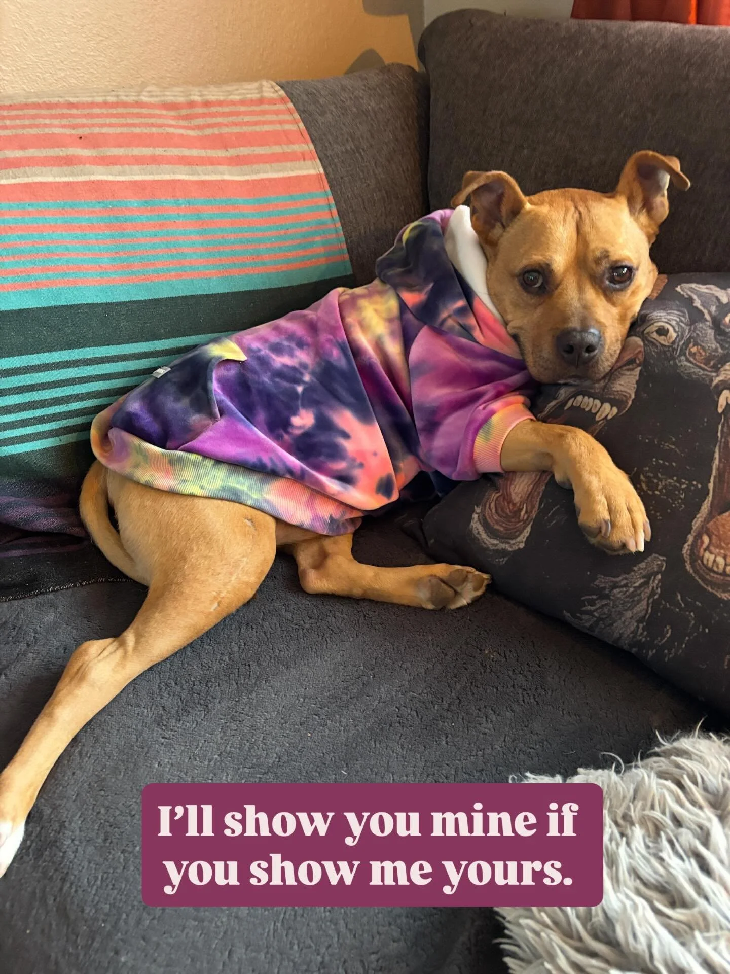 Solicited dog pic time. 
These are my babies, Romeo and Trixie. 
Let&rsquo;s see your pets and a tattoo I&rsquo;ve done on you. (If applicable) 
Whatcha got?!
.
.
And shout out to @sparkpawsofficial for the fancy pants.