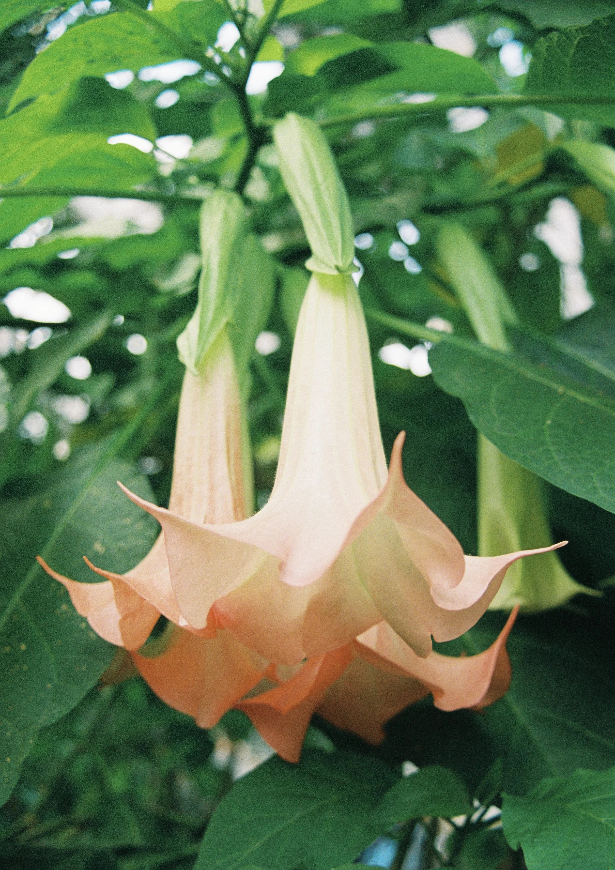 Angel's Trumpets; Washington DC; 2024