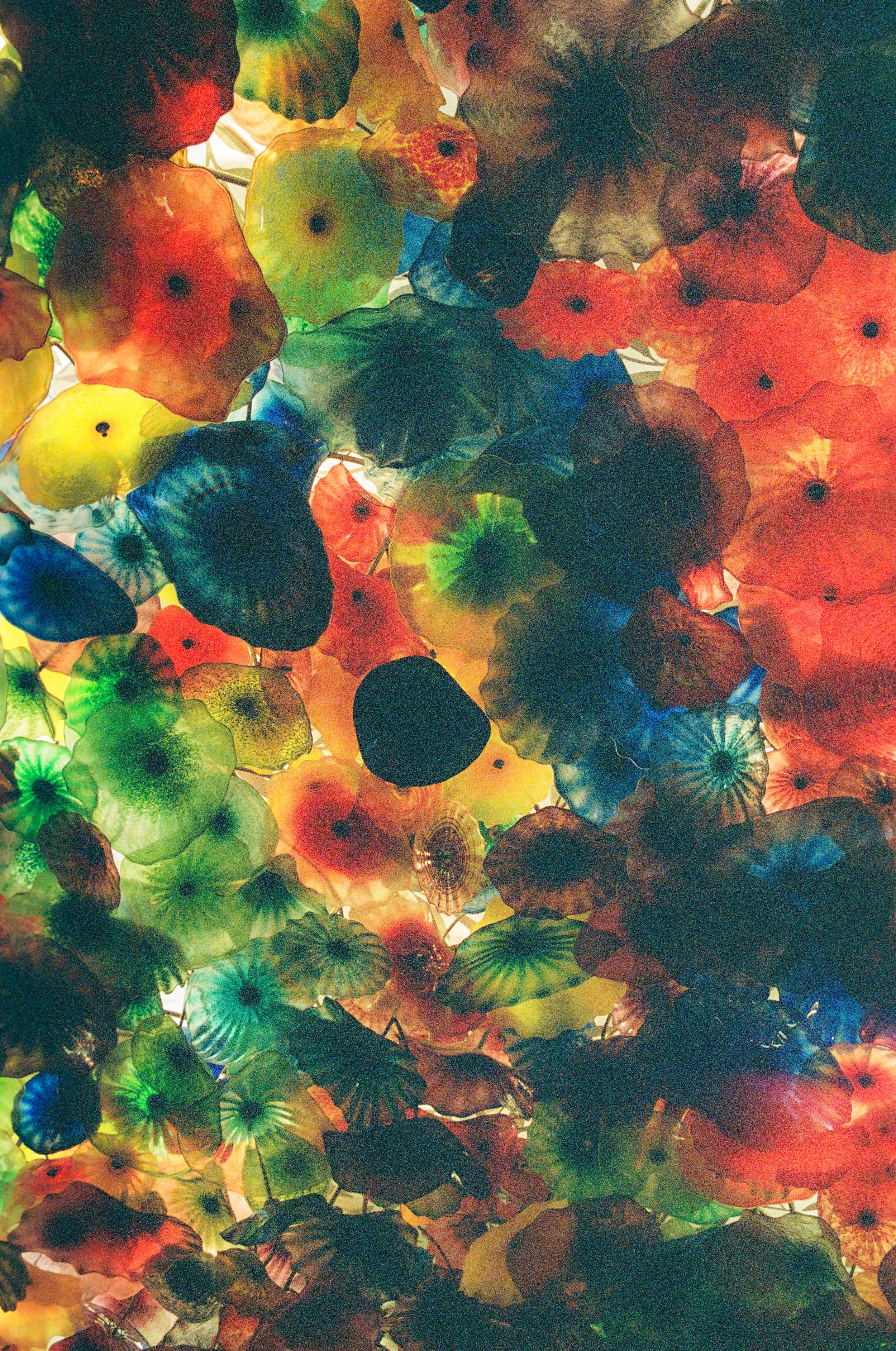 Chihuly at the Bellagio; Las Vegas; 35mm Film; 2026