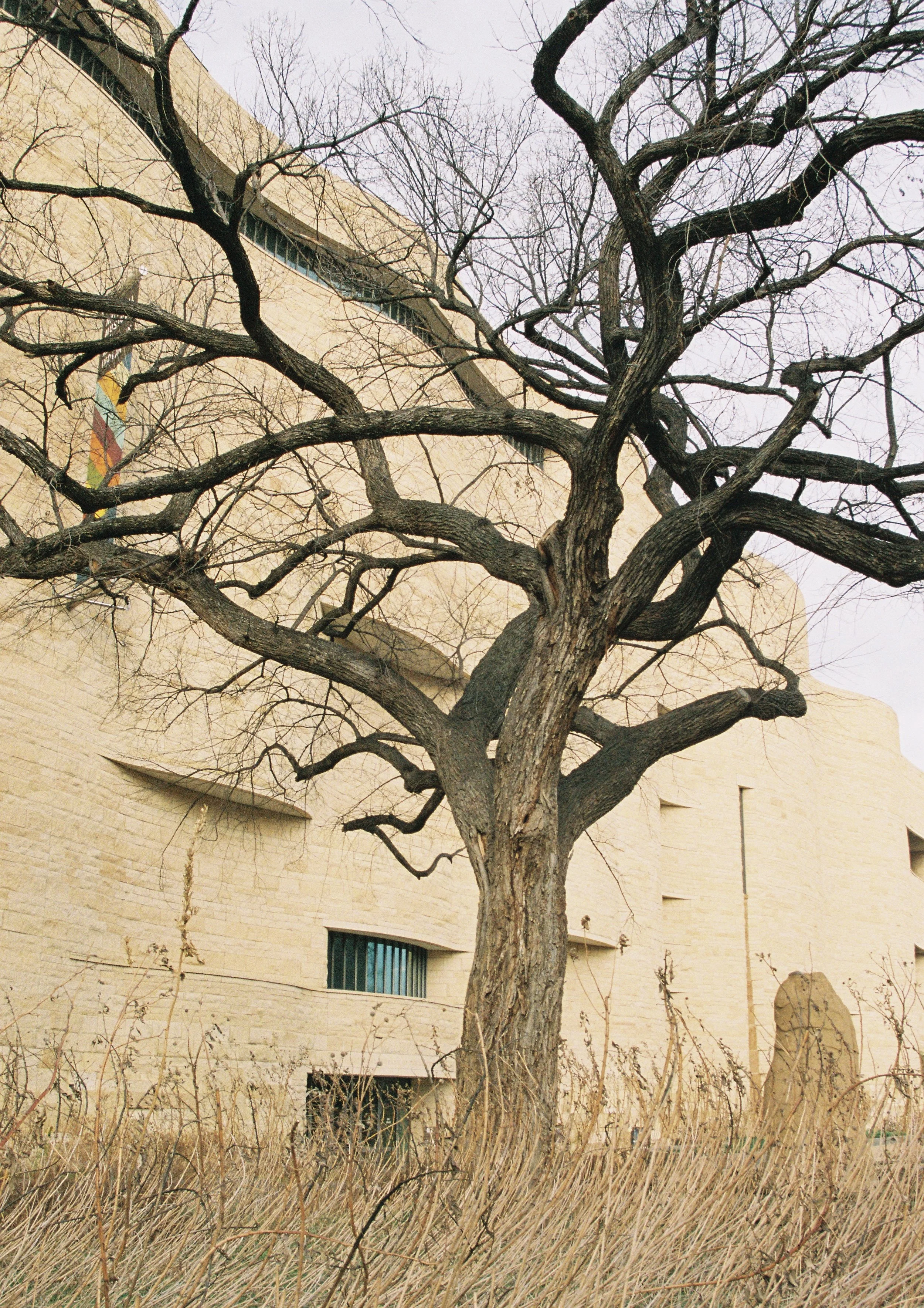 Yoga Tree; Washington DC; 2024