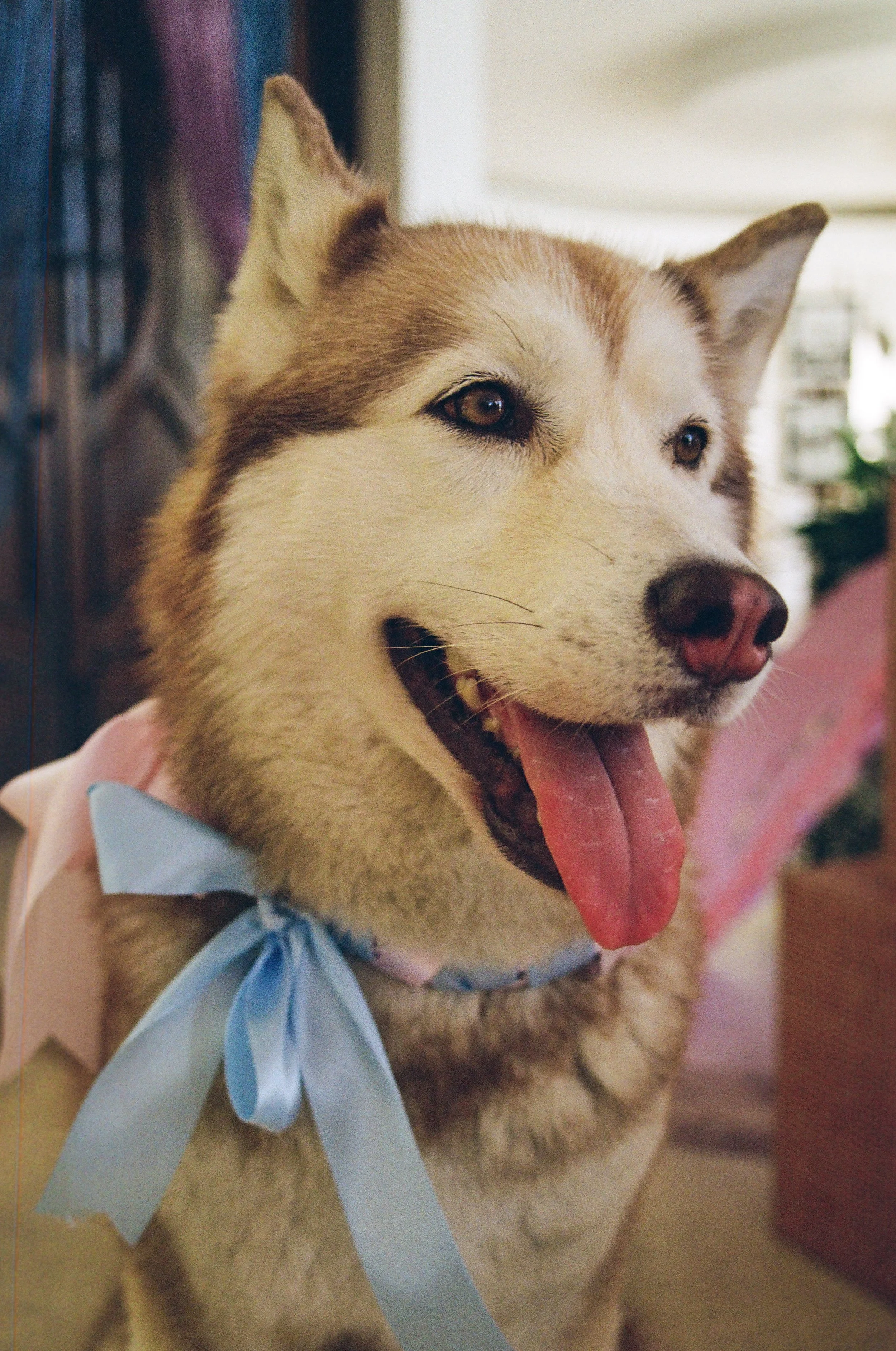 Close-up of a happy Siberian Husky dog with its tongue out, wearing a blue ribbon around its neck.
