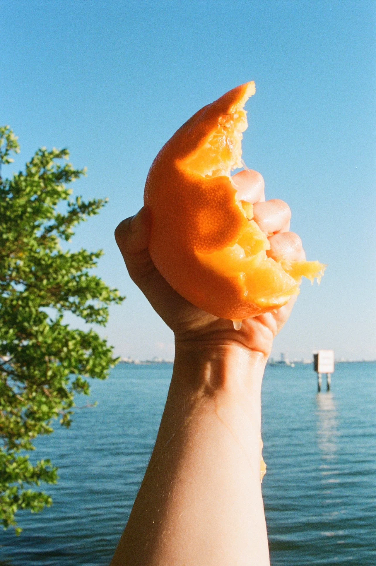 A hand gripping and squeezing onto a torn open orange dripping down the person's arm, lit by the sun, and held in front of blue bay water. There is green foliage to the left side framing the curve of the arm and hand perfectly.