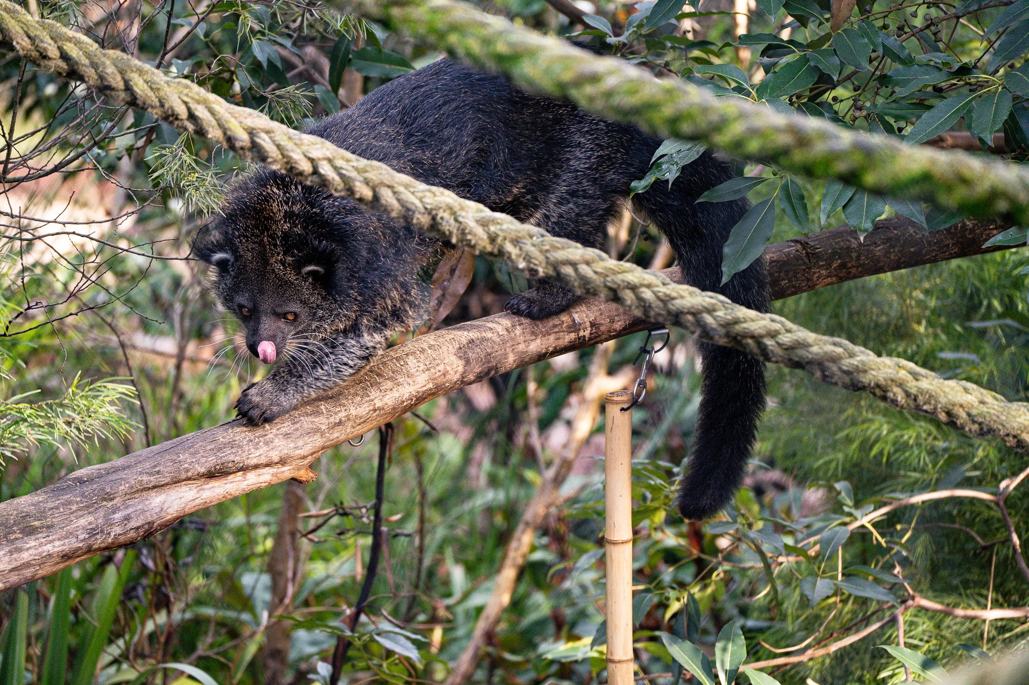 Binturong walking on tree branch at Melbourne Zoo