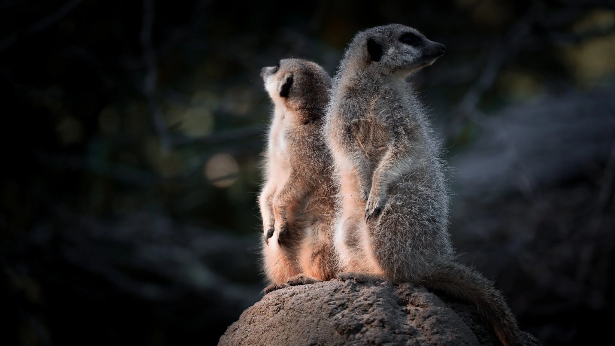 Meerkats - Melbourne Zoo