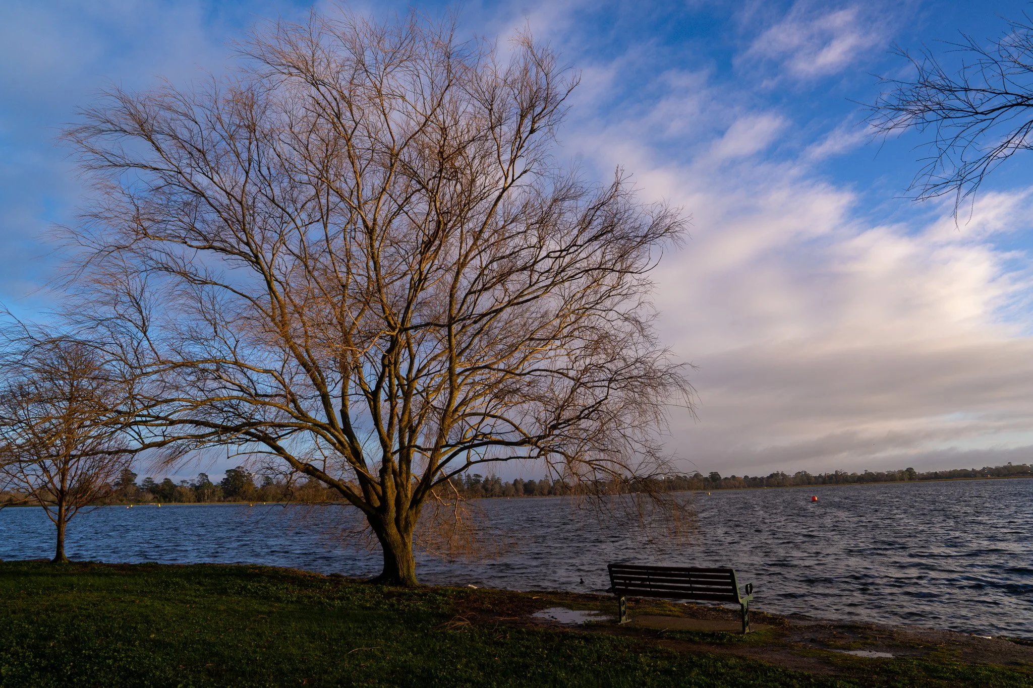 Bench and tress at sunrise