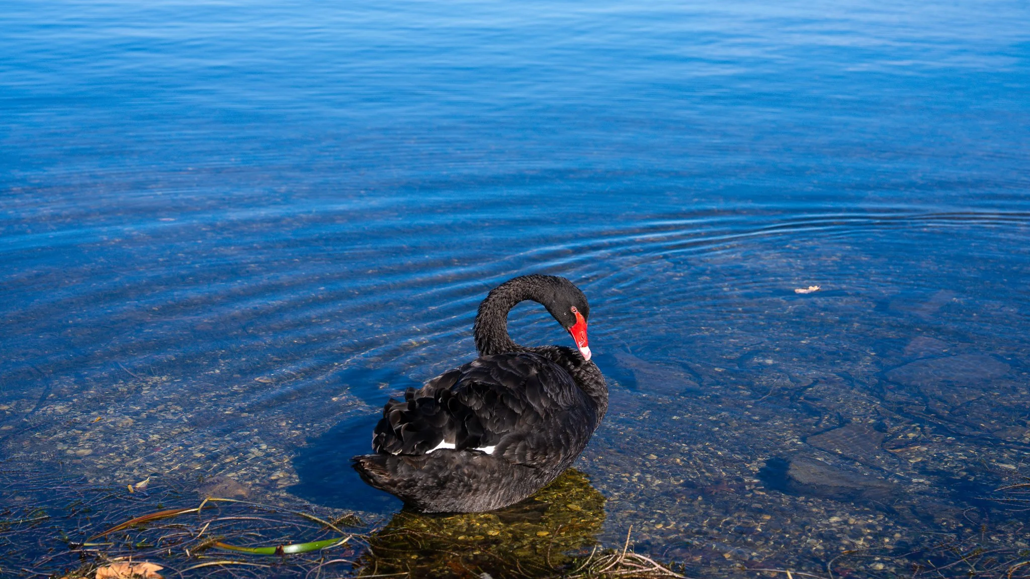 Lake Wendouree