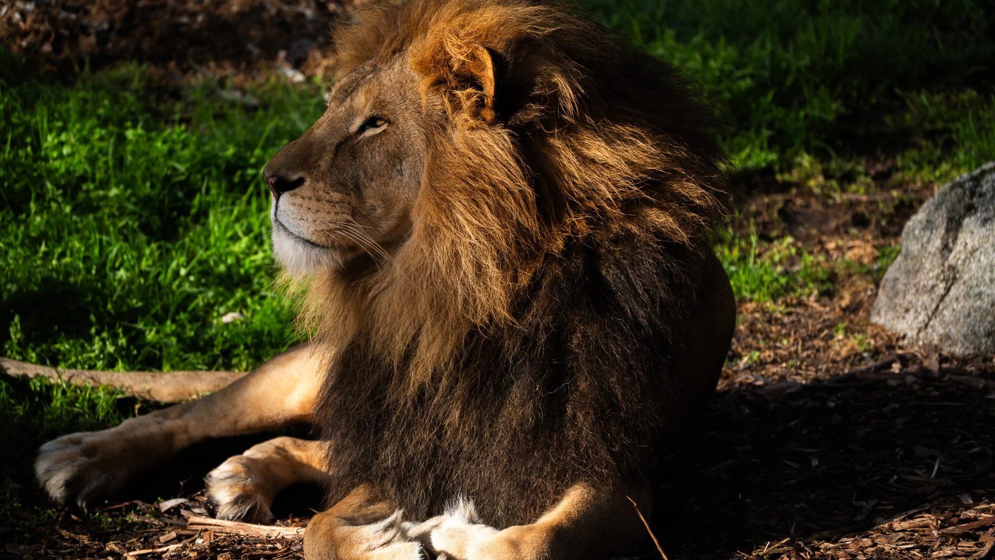 Lion - Melbourne Zoo