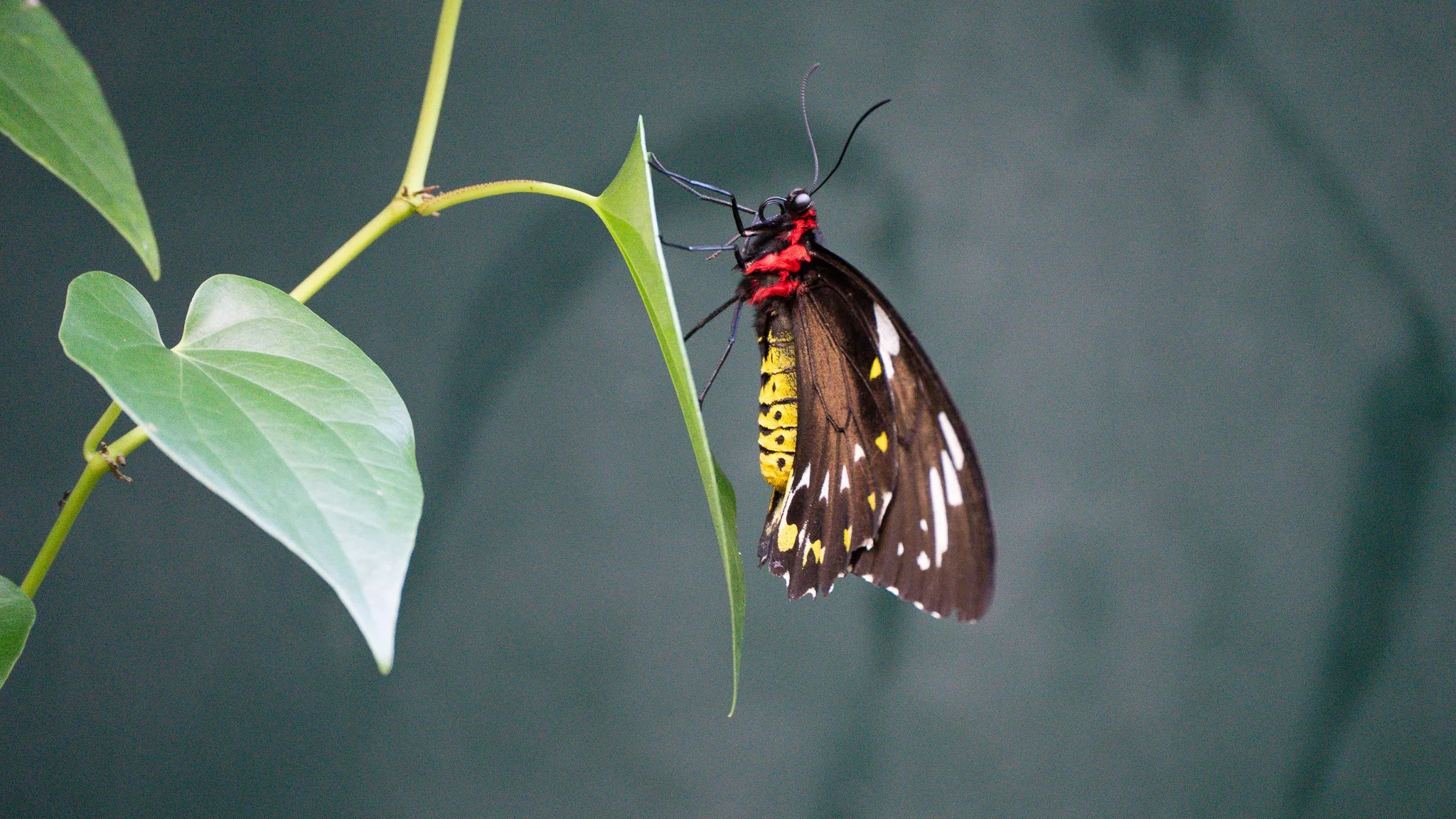 Butterfly - Melbourne Zoo