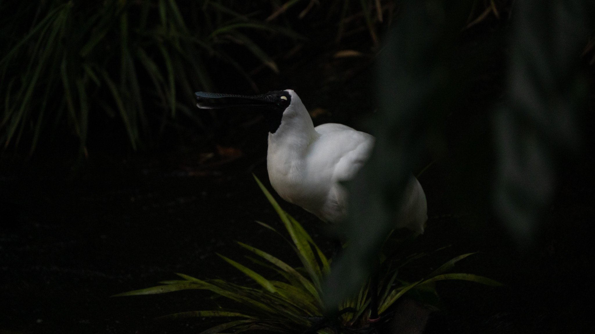 Royal Spoonbill - Melbourne Zoo