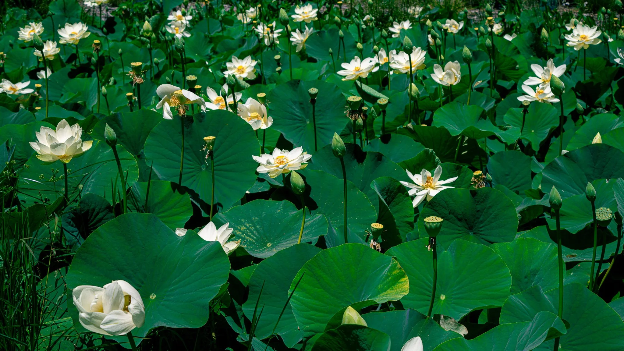A field of white lotus flowers