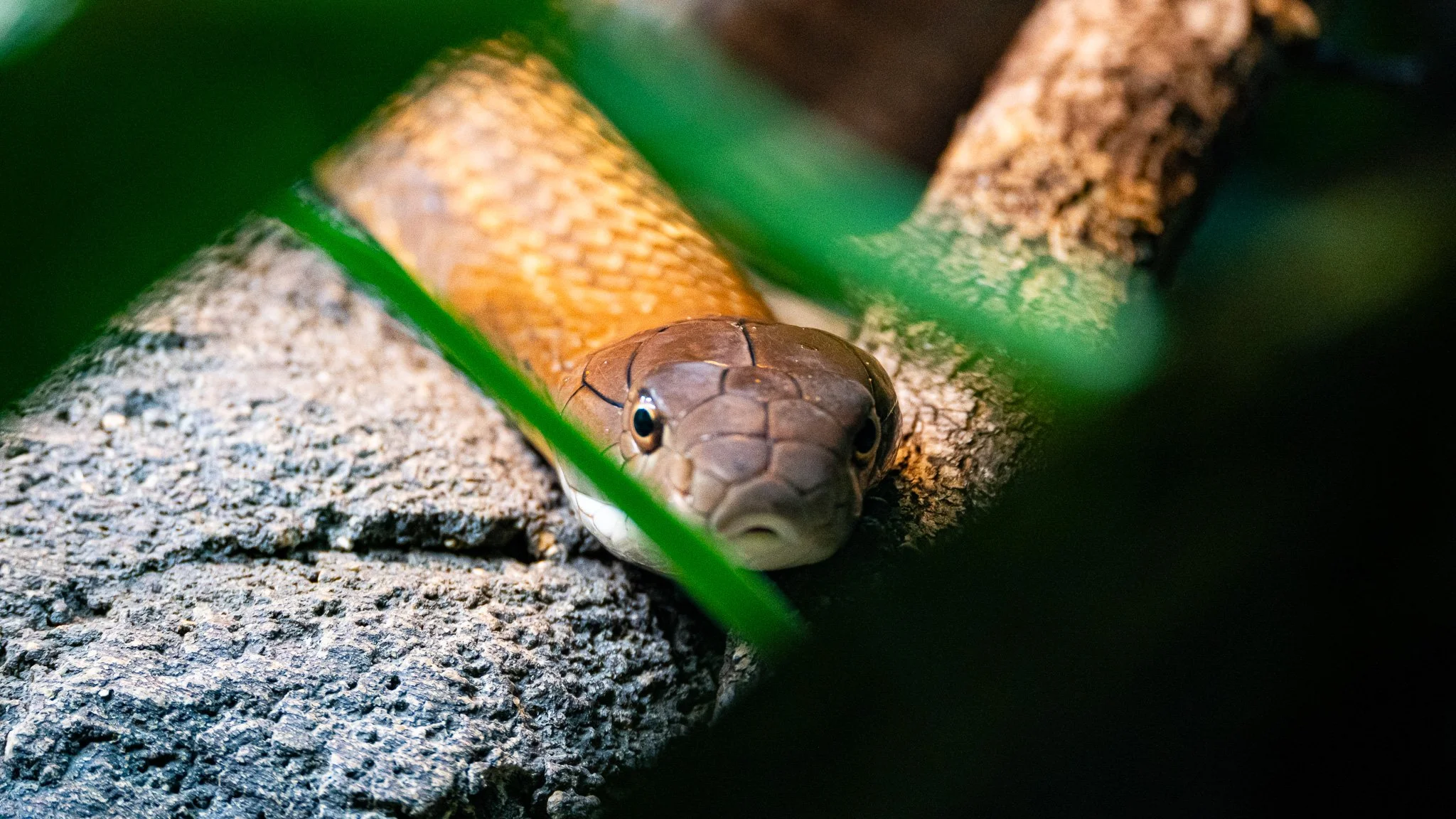 Snake - Melbourne Zoo