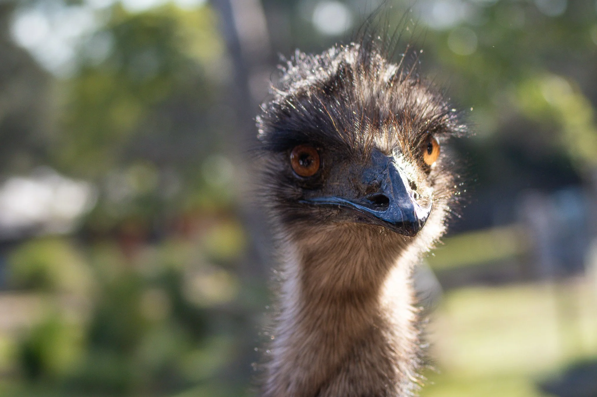 Emu stops for the drink and looks into the camera at Melbourne Zoo