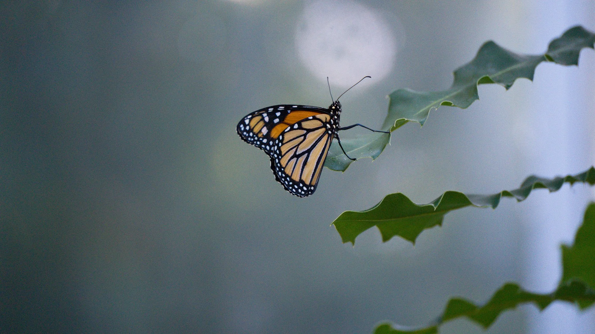 Butterfly - Melbourne Zoo