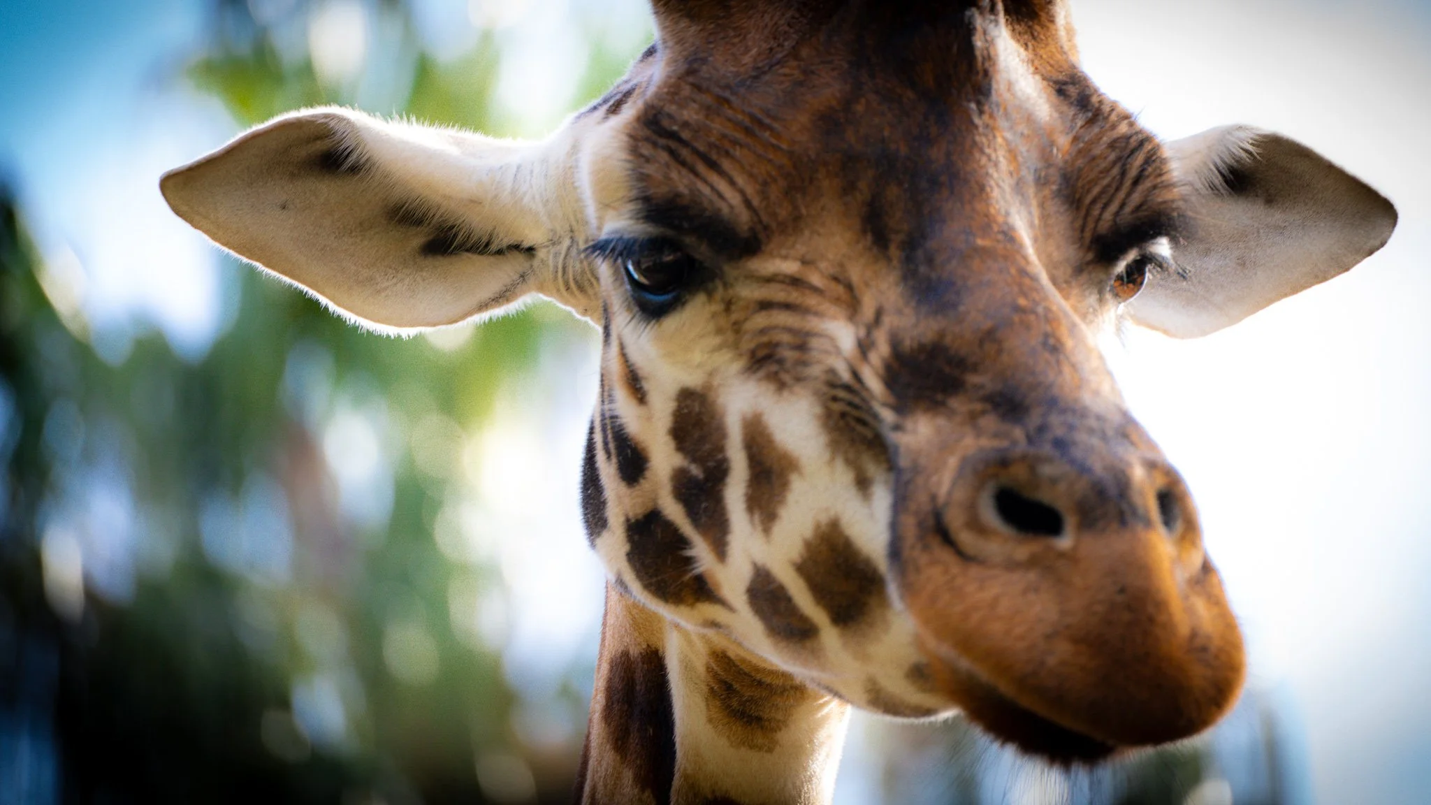Giraffe - Melbourne Zoo