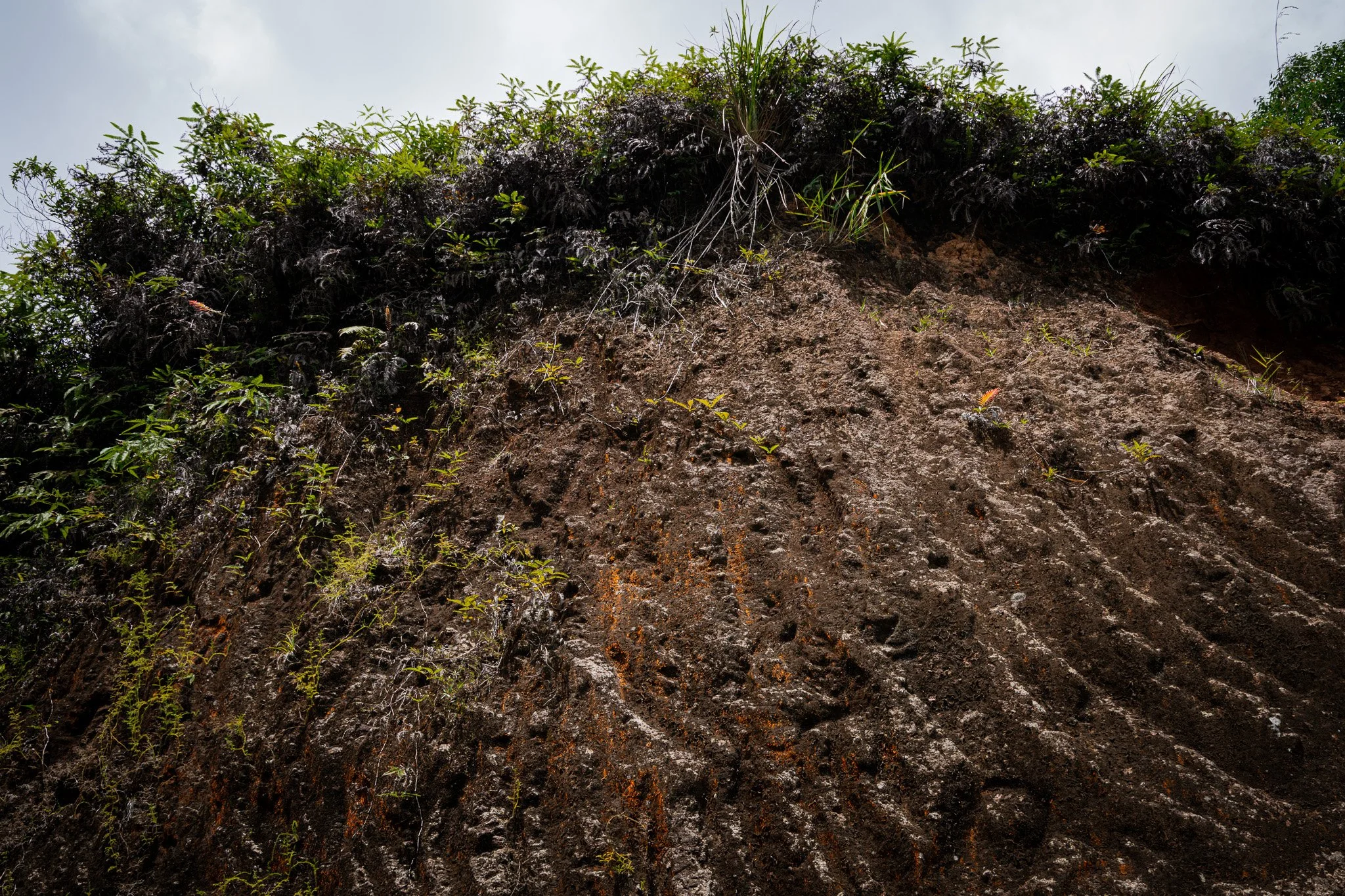 Trans Flores Road