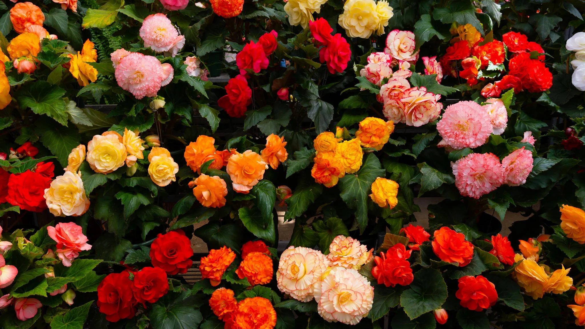 Flowers - Ballarat Botanical Garden