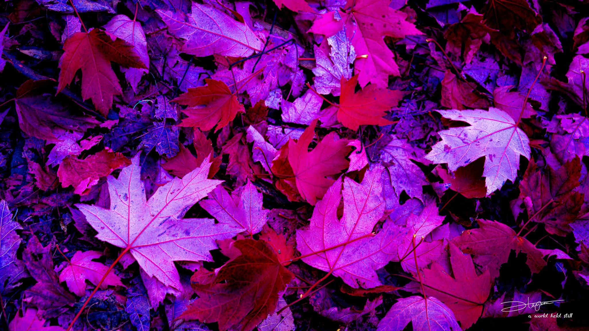 Autumn Leaves at Mount Macedon Memorial Cross Reserve | Victoria Photography
