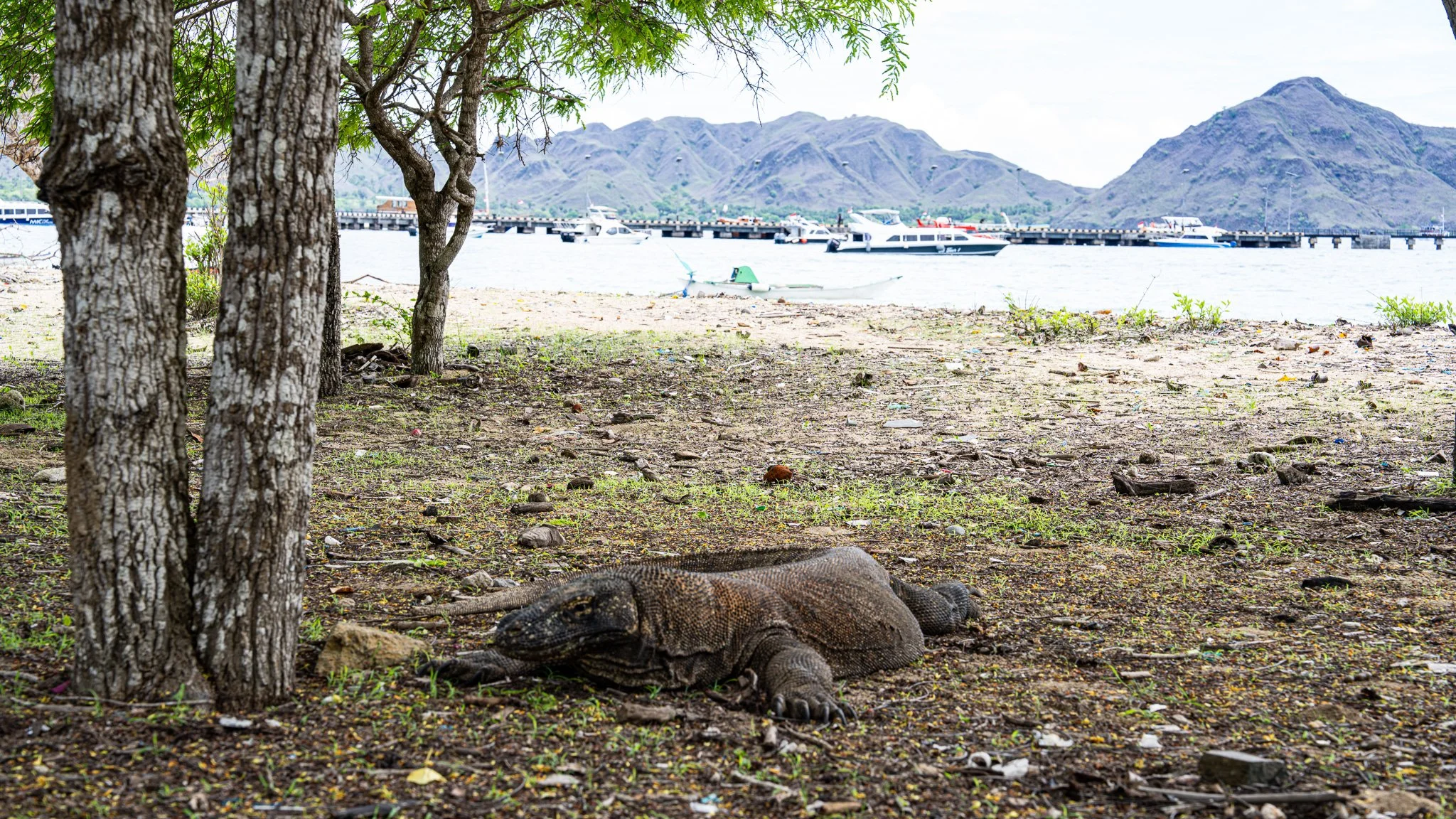 Komodo Island