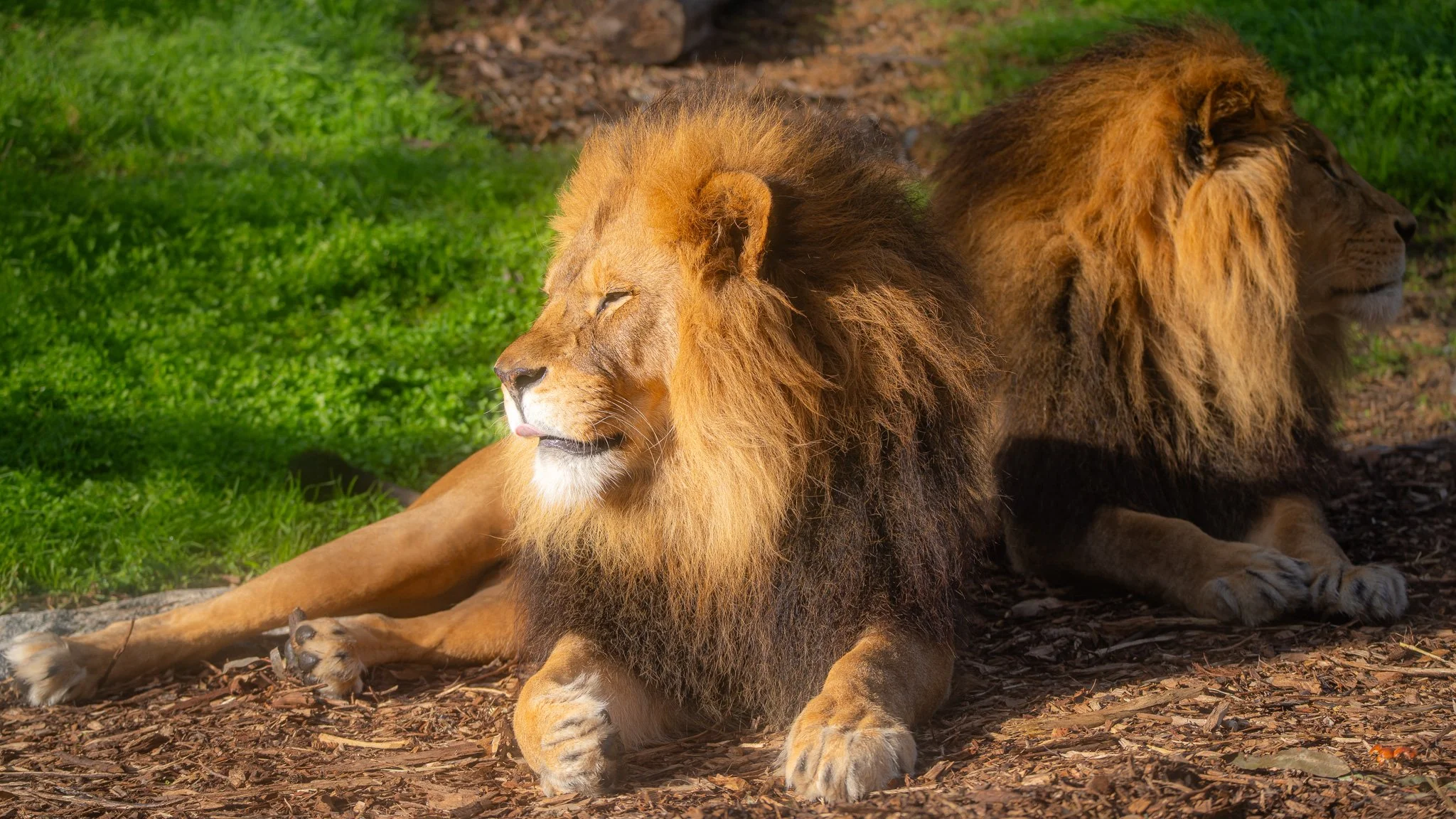 Lions - Melbourne Zoo