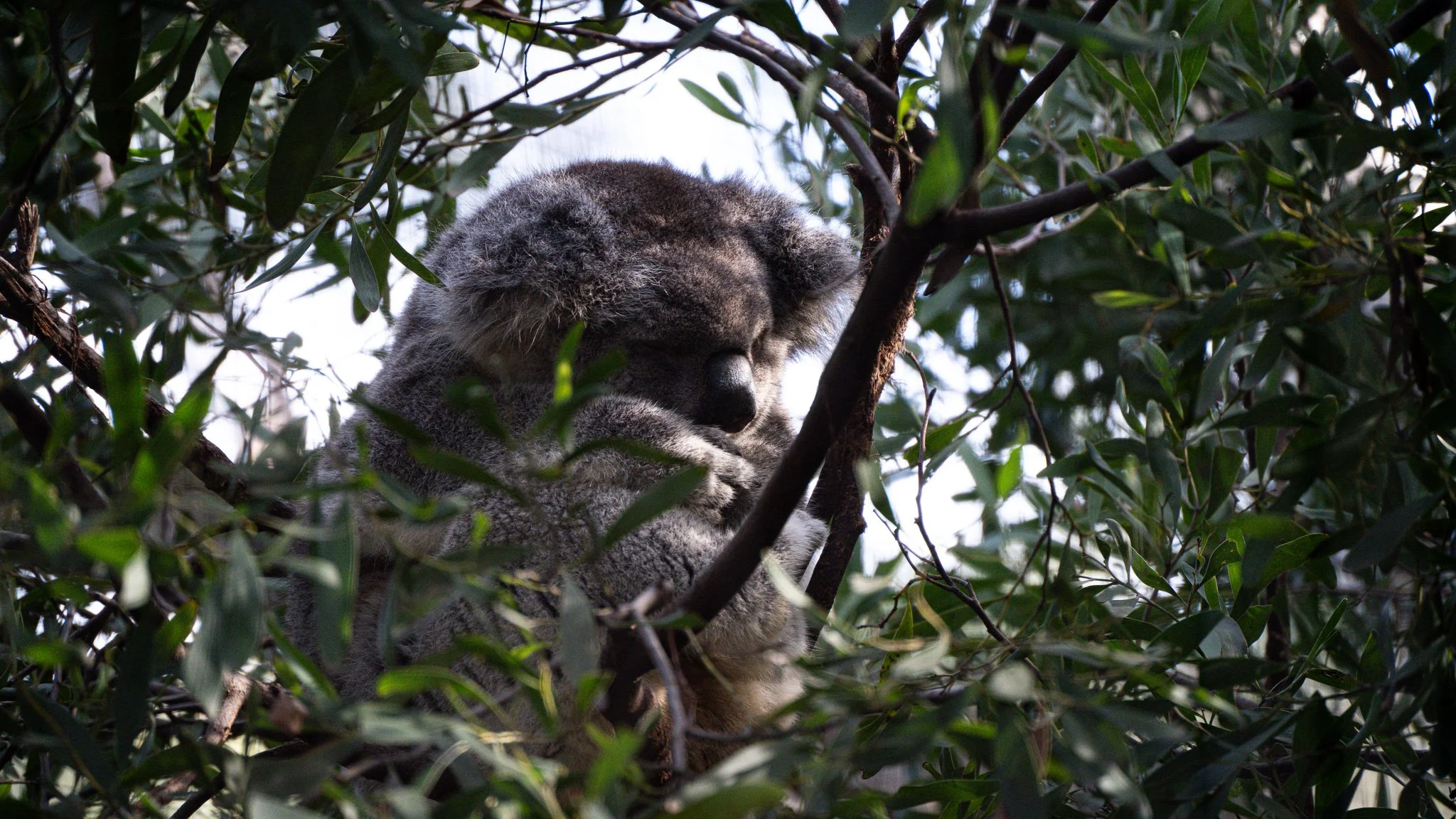 Koala - Melbourne Zoo