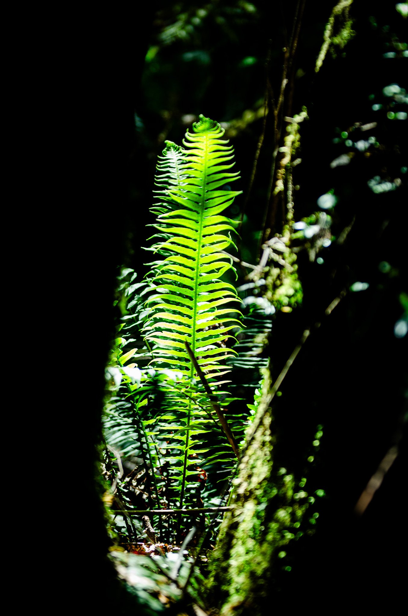 DSC_2542.jpg