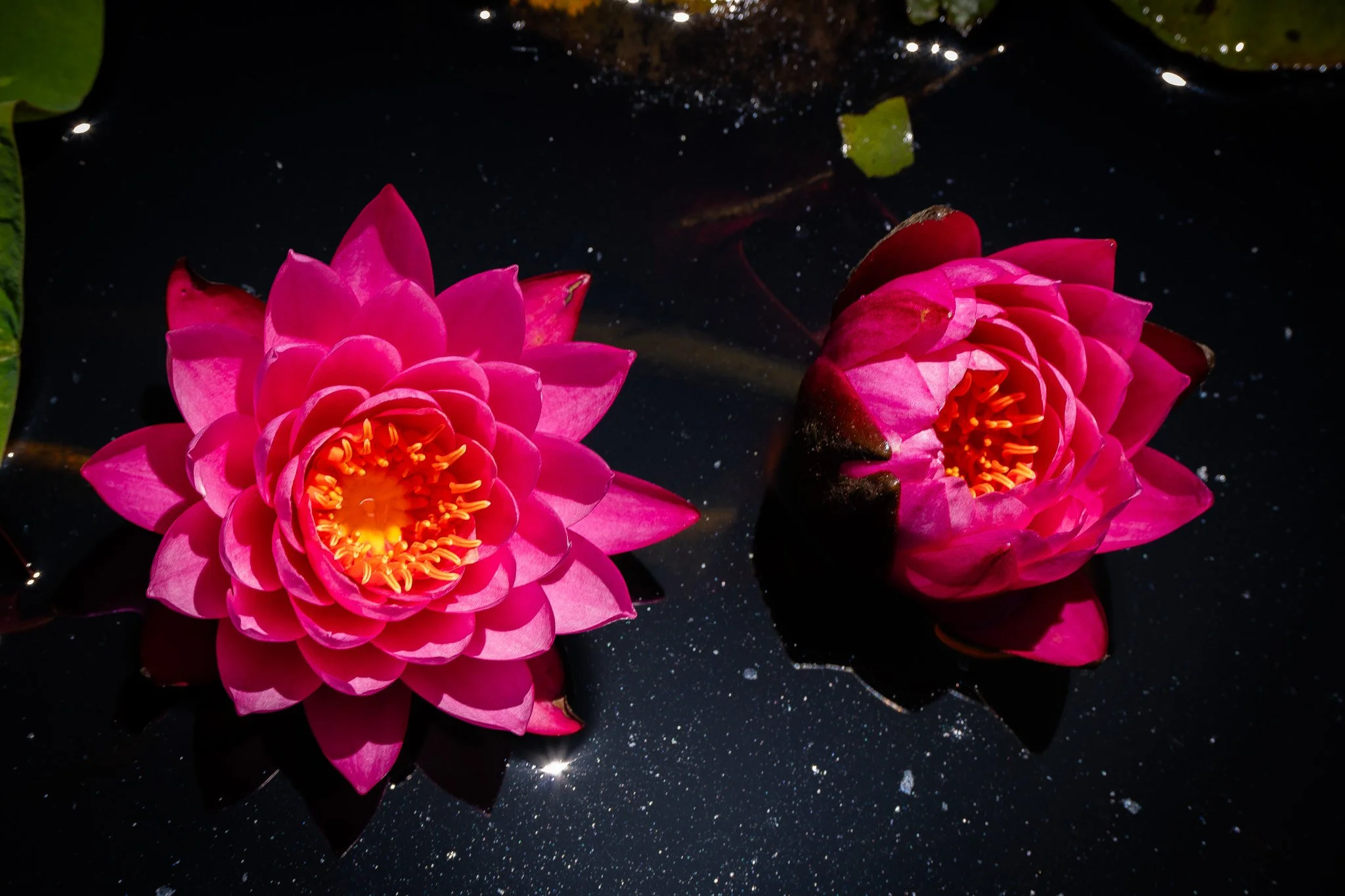 Blue Lotus Garden, Yarra Junction 