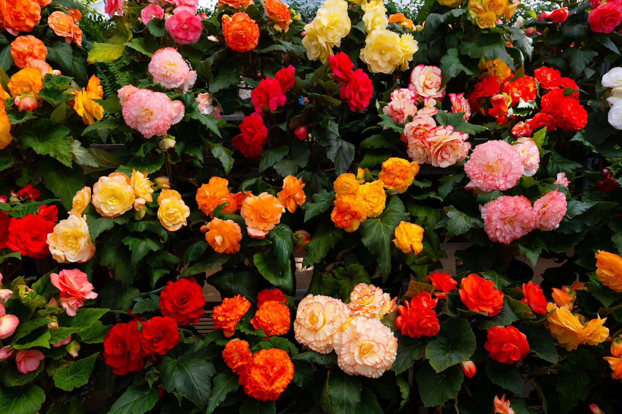 Flowers, Markets and Curious Swan: A Festival Day in Ballarat 