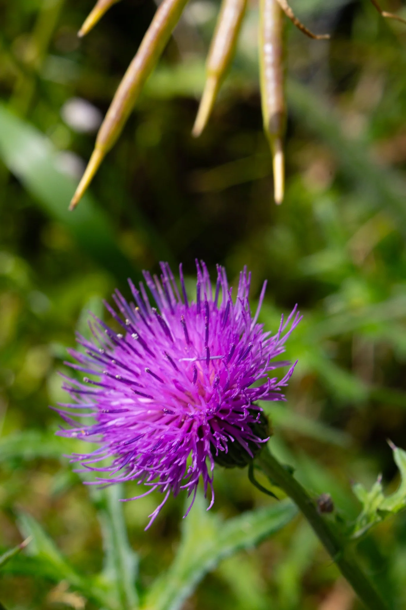 DSC00742.jpg