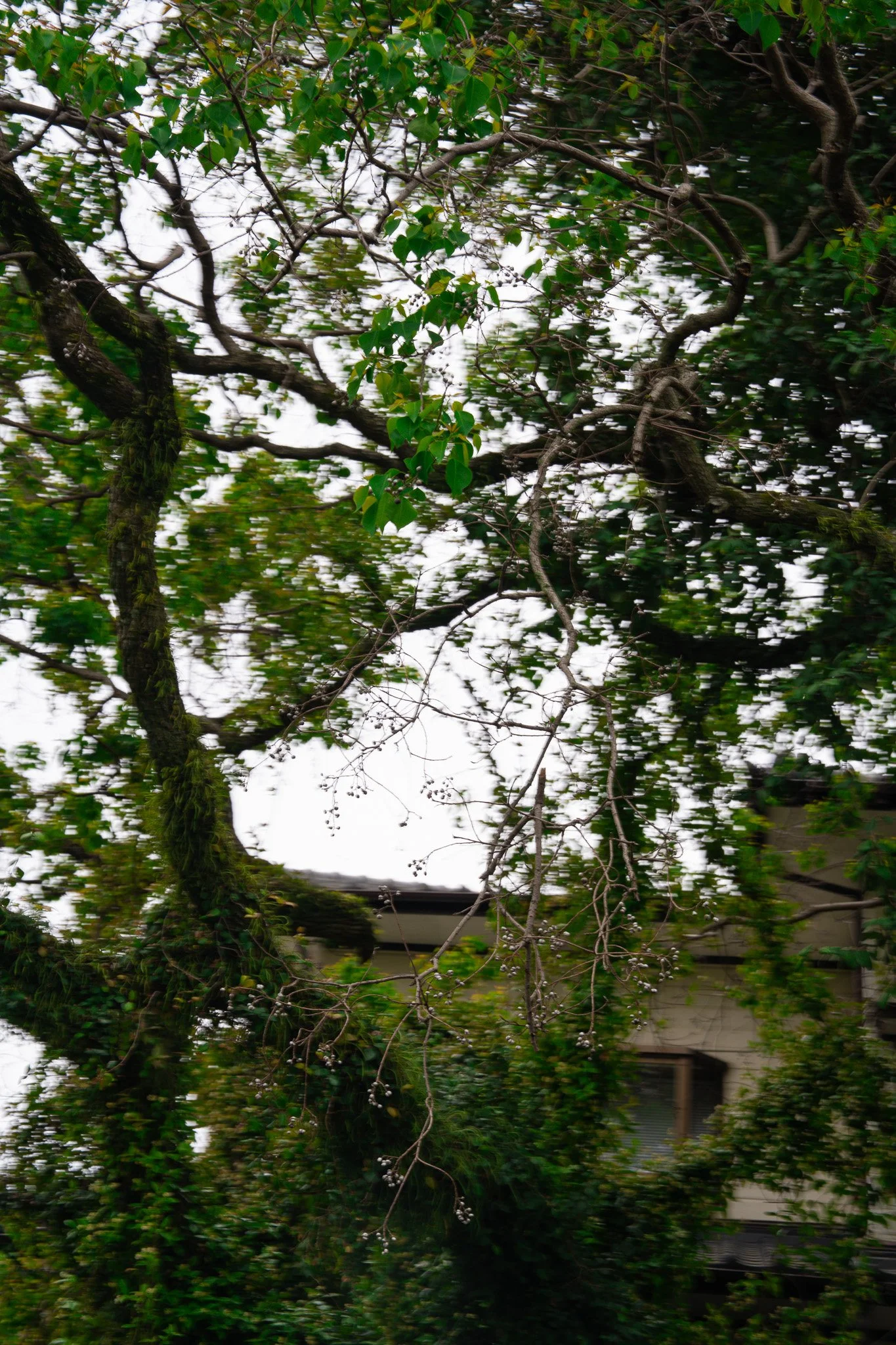 DSC00803.jpg