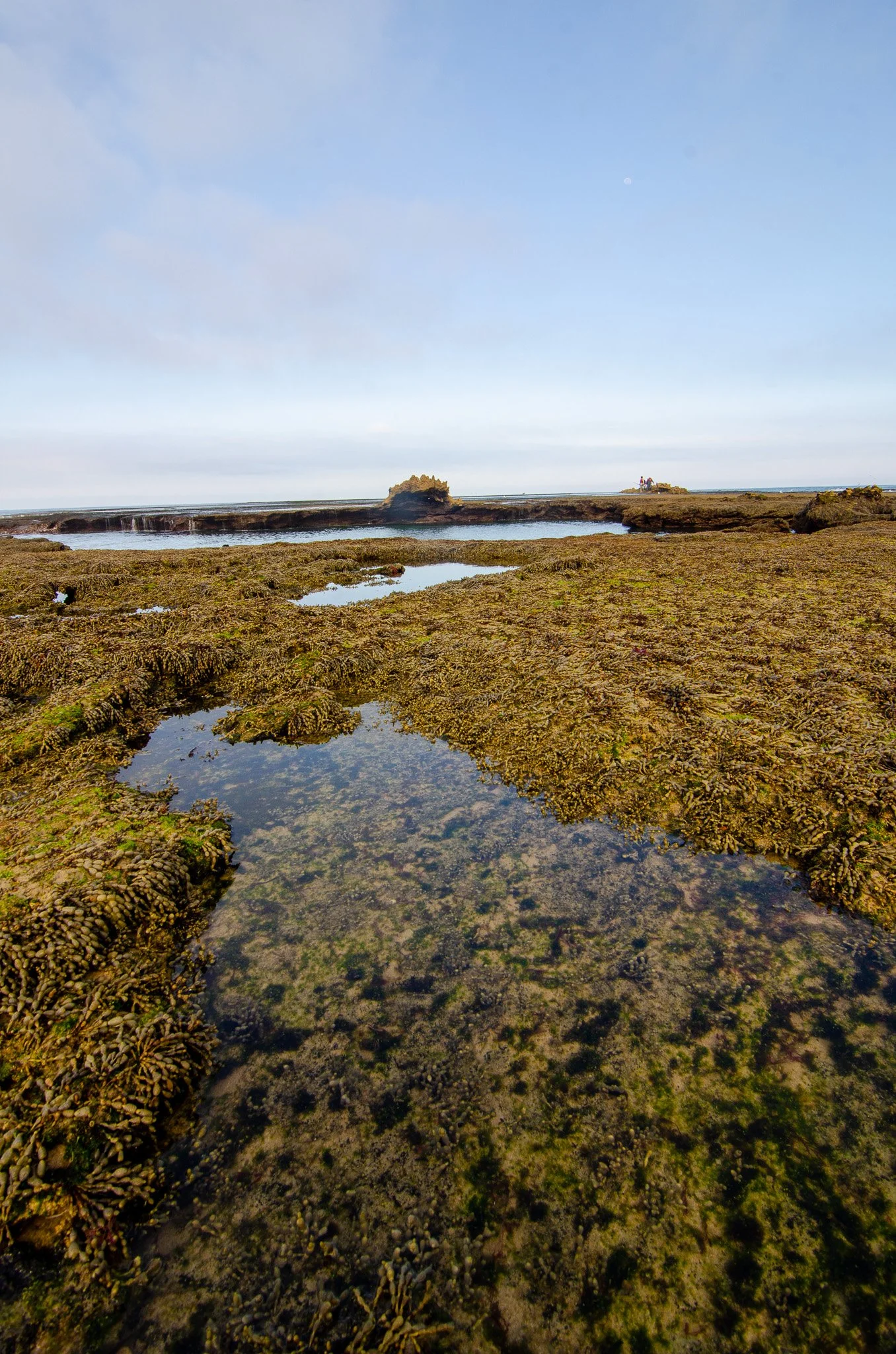 Seaweed covered path to the Dragon Head at Number 16 Beach