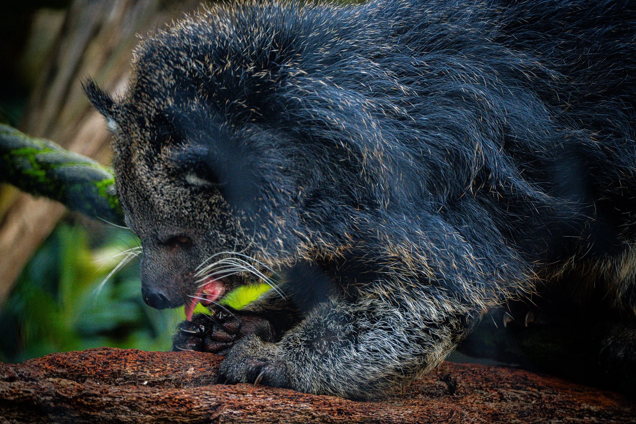Binturong cleans its paw after breakfast at Melbourne Zoo