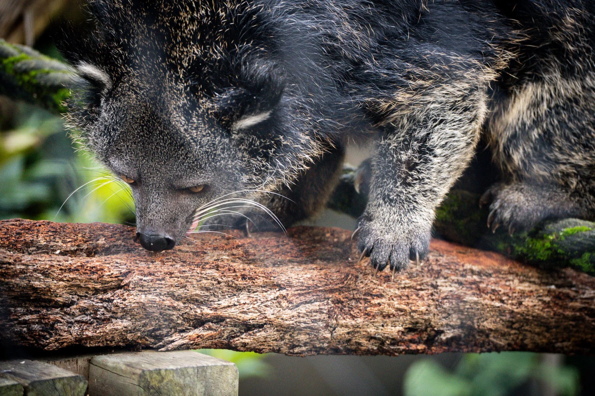 Binturong sniff for food at Melbourne Zoo