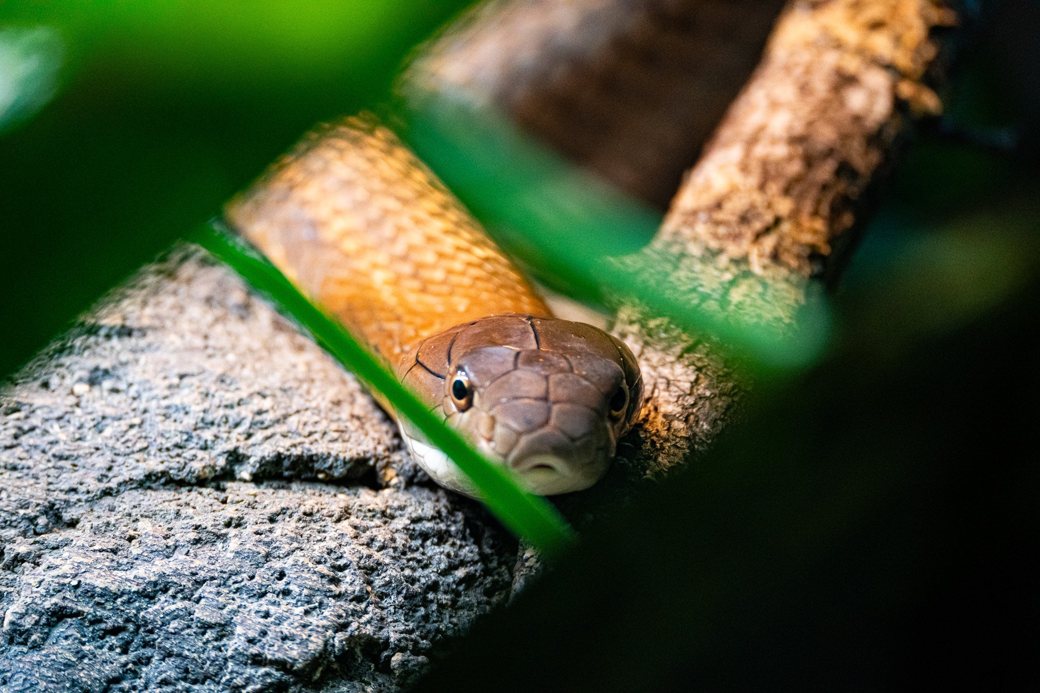 Snake looks into the camera at Melbourne Zoo