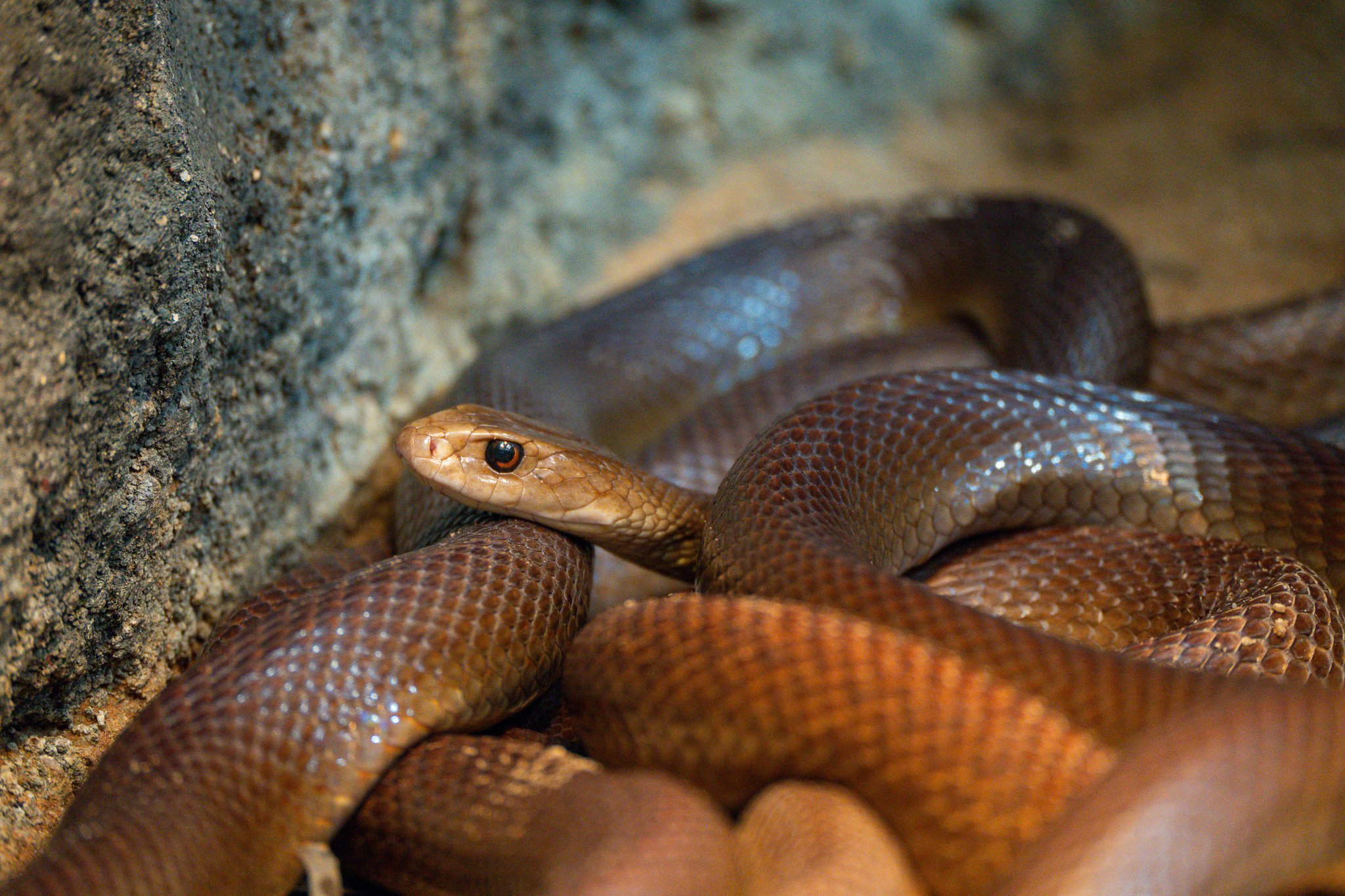 Brown snake coils at the corner at Melbourne Zoo