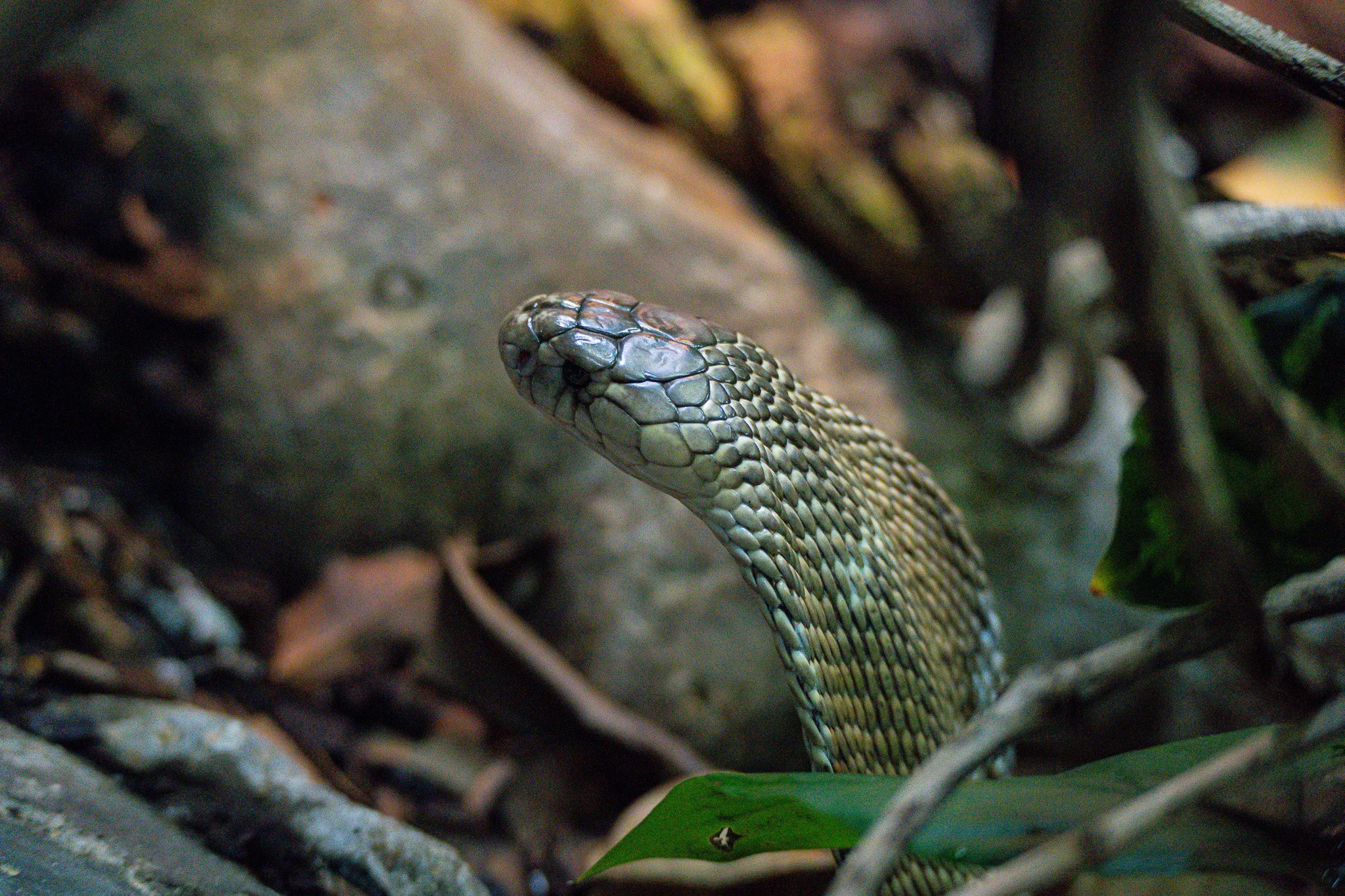 Cobra displays its hood at Melbourne Zoo