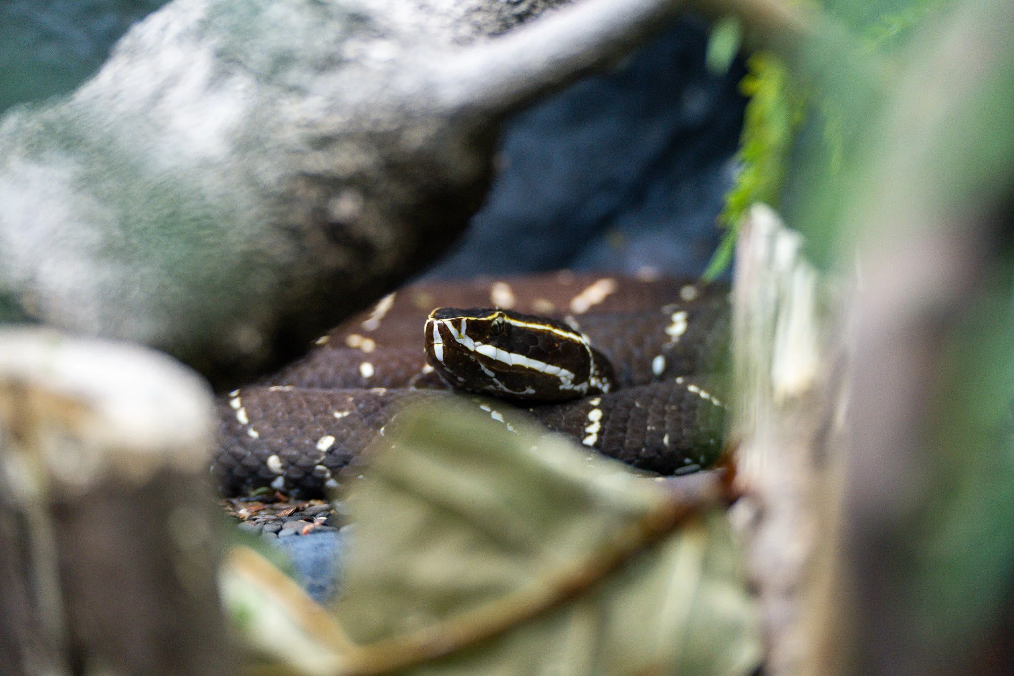 Black and yellow head snake resting at Melbourne Zoo