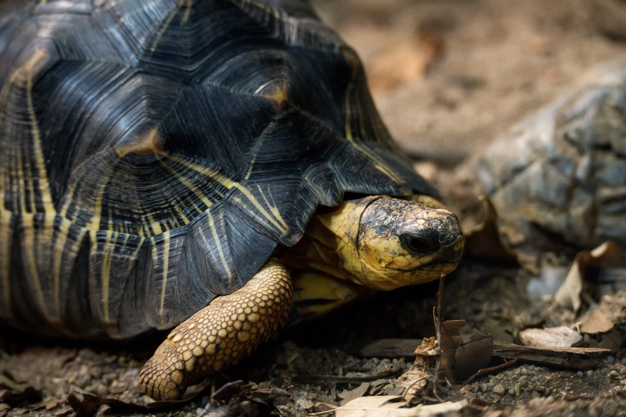 Indian Star Turtle looks for food at Melbourne Zoo