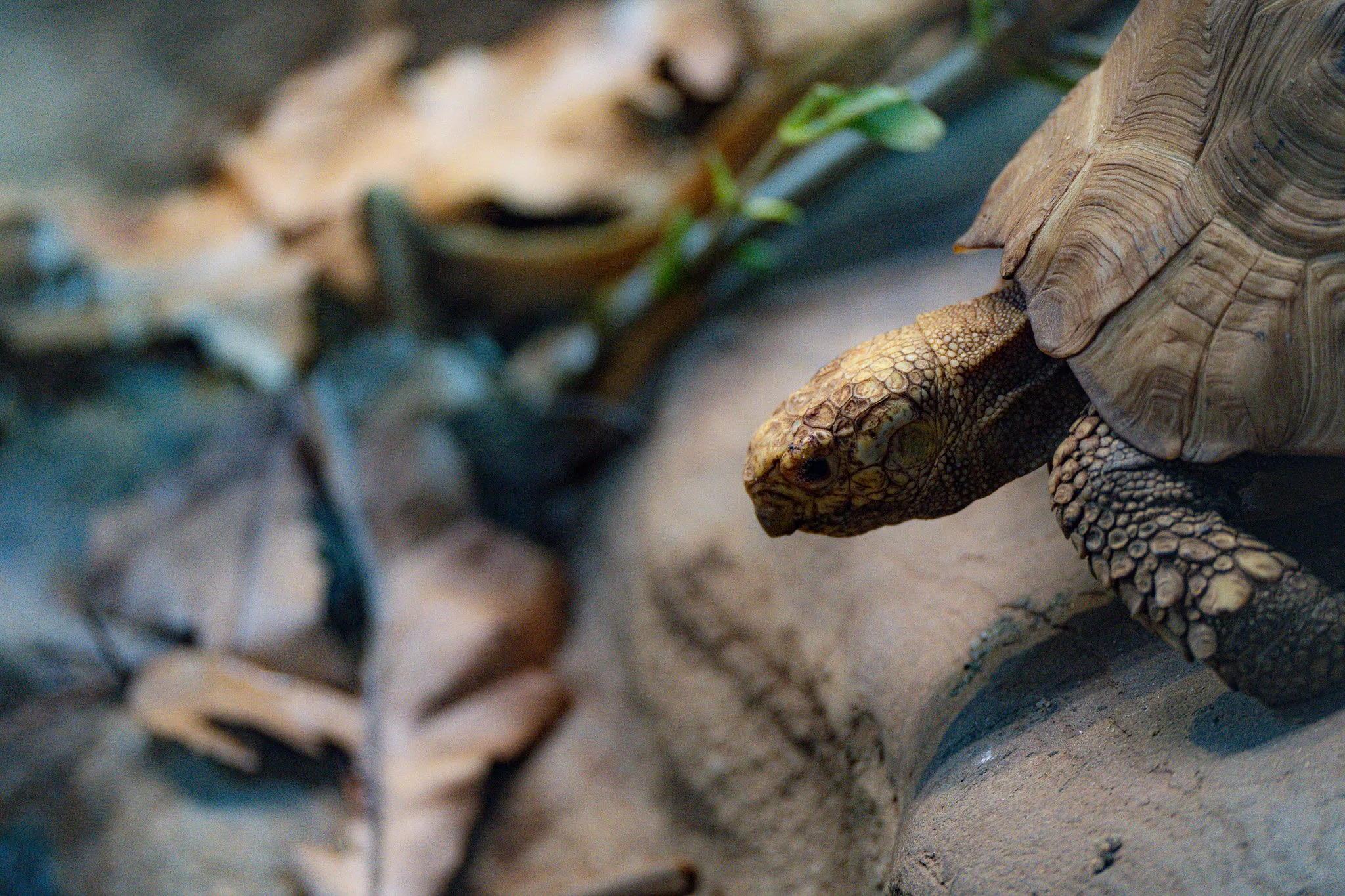 A turtke comes down from the rock at Melbourne Zoo