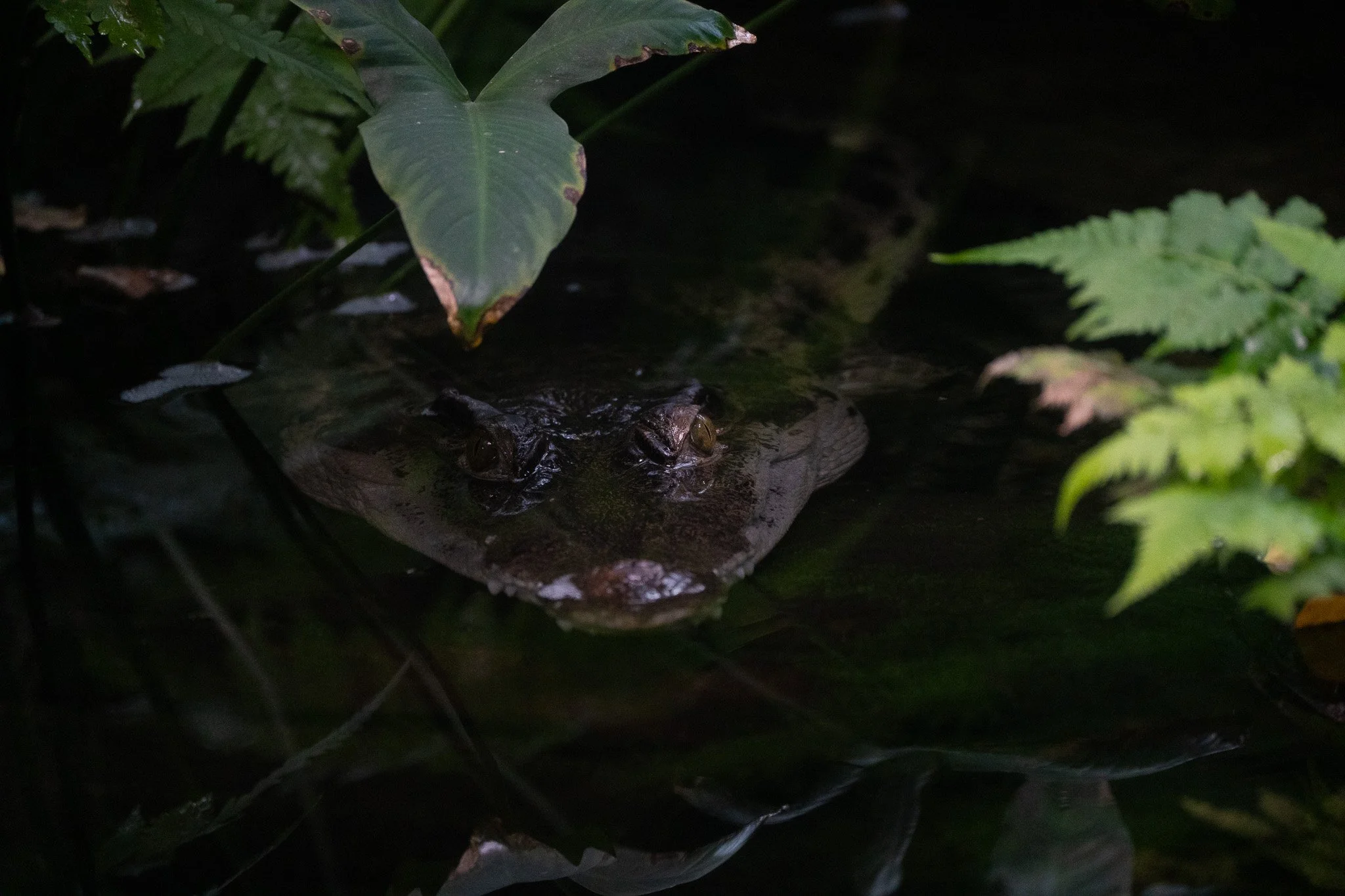Alligator submerges in the water at Melbourne Zoo