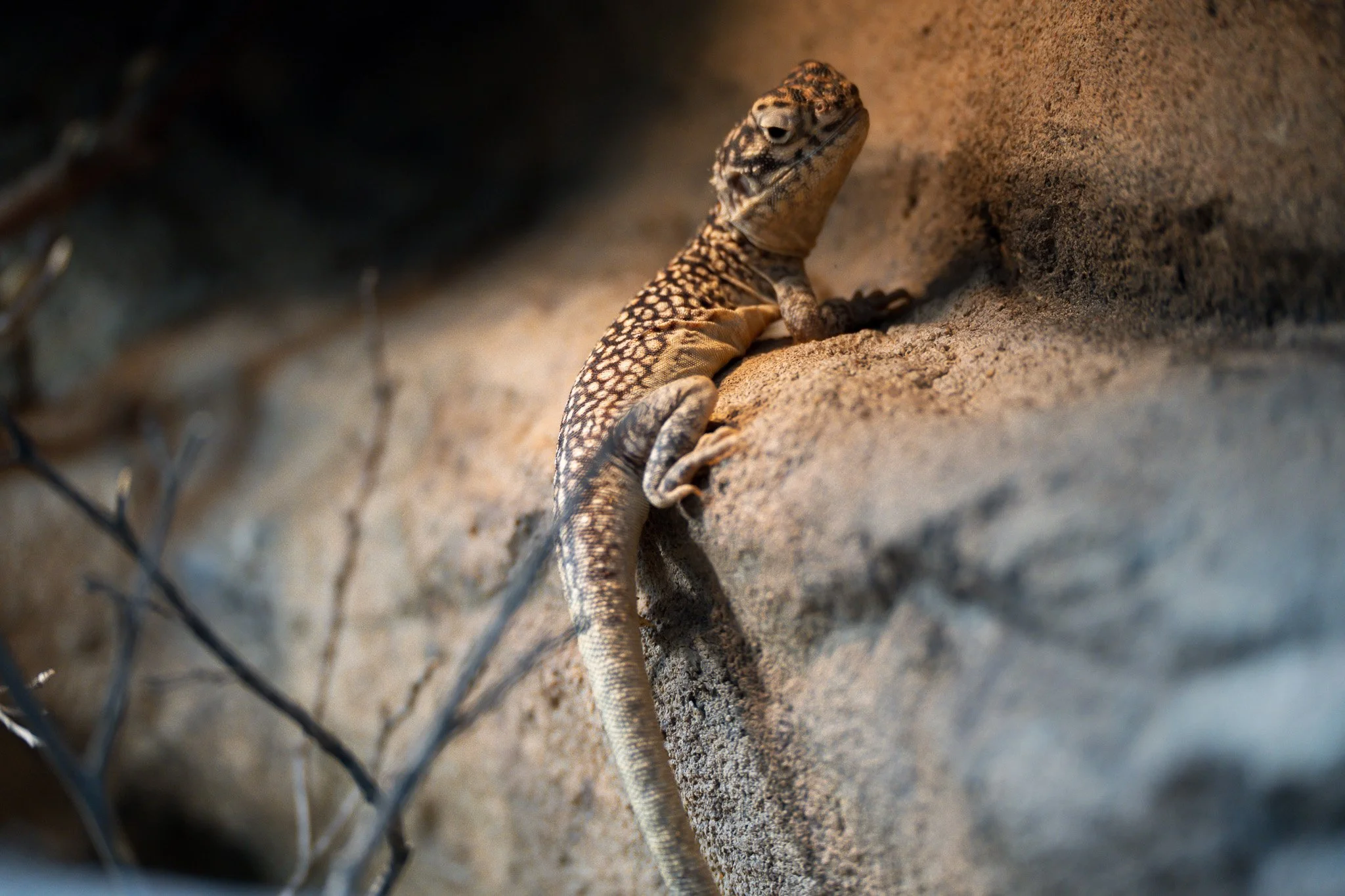 Gecko perches on the rock at Melbourne Zoo