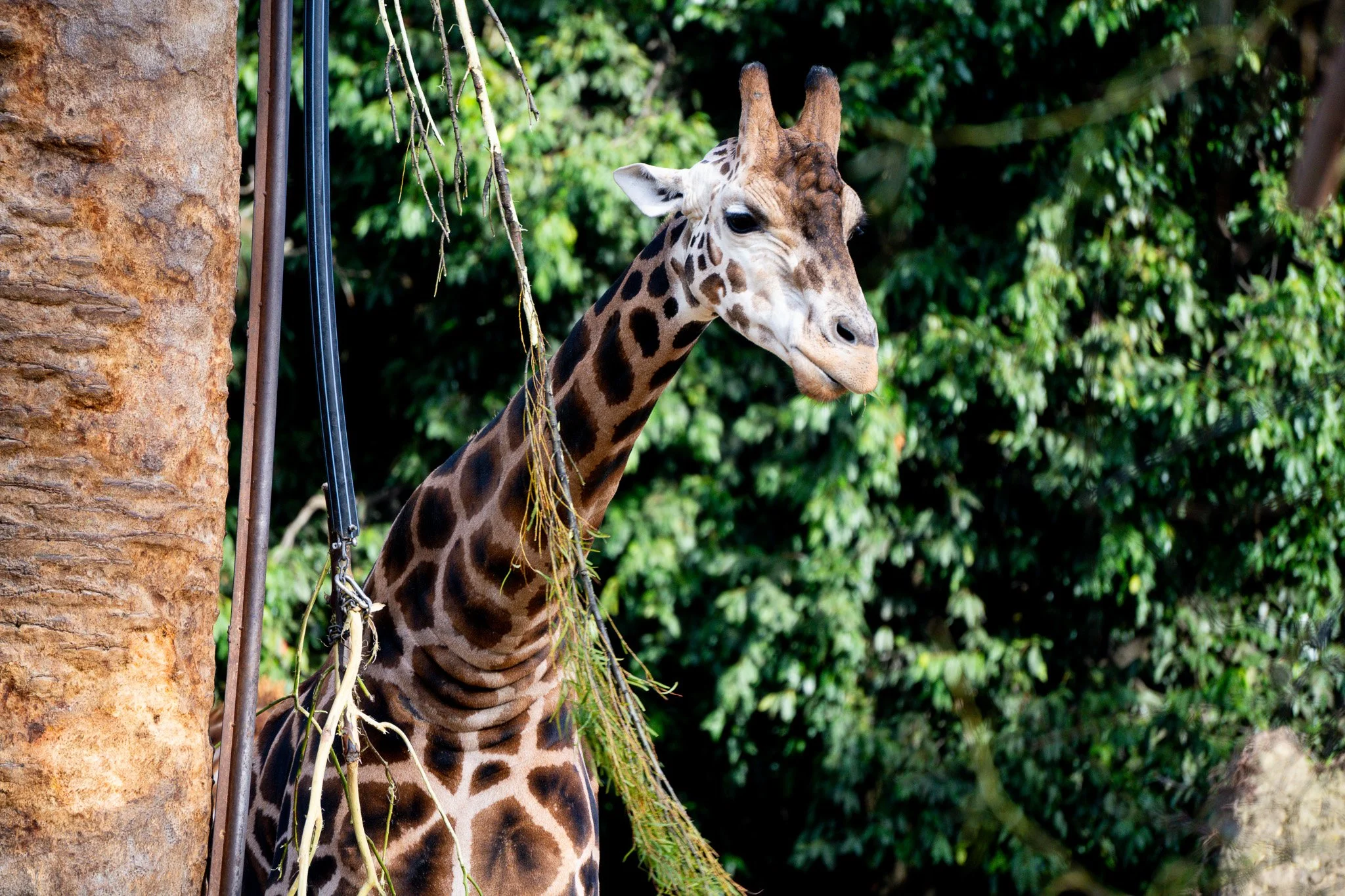 Giraffe looks for food at Melbourne Zoo