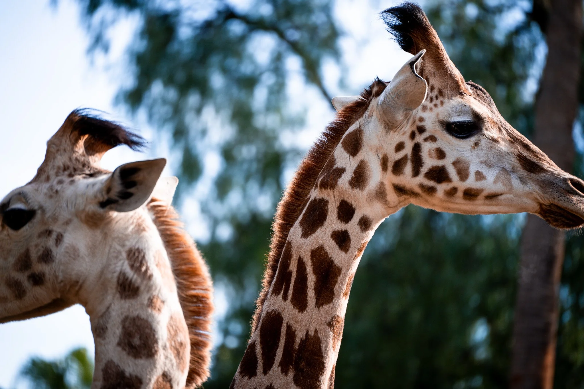 Two giraffes head at Melbourne Zoo