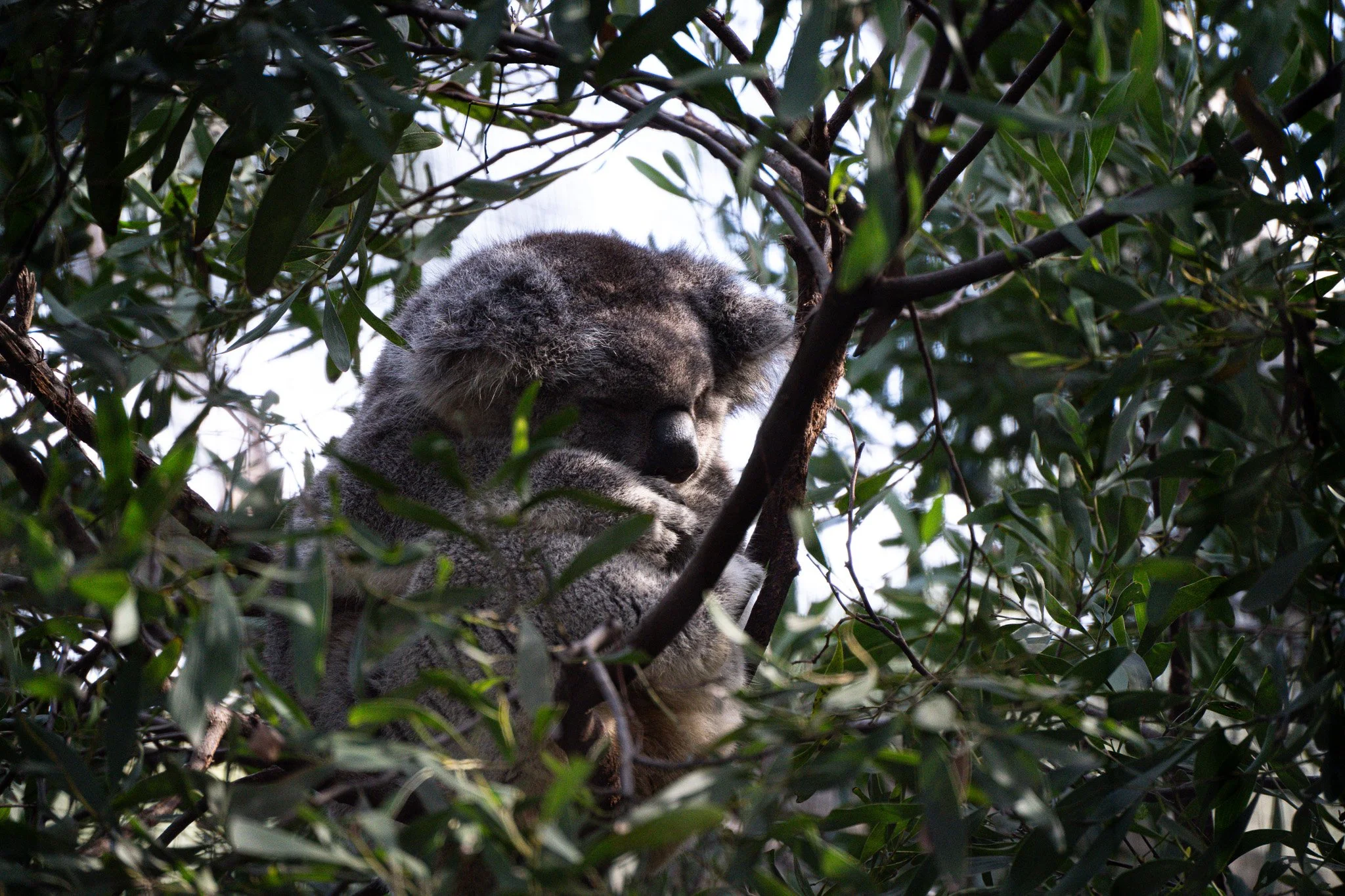 Sleeping Koala close up face up at Melbourne Zoo