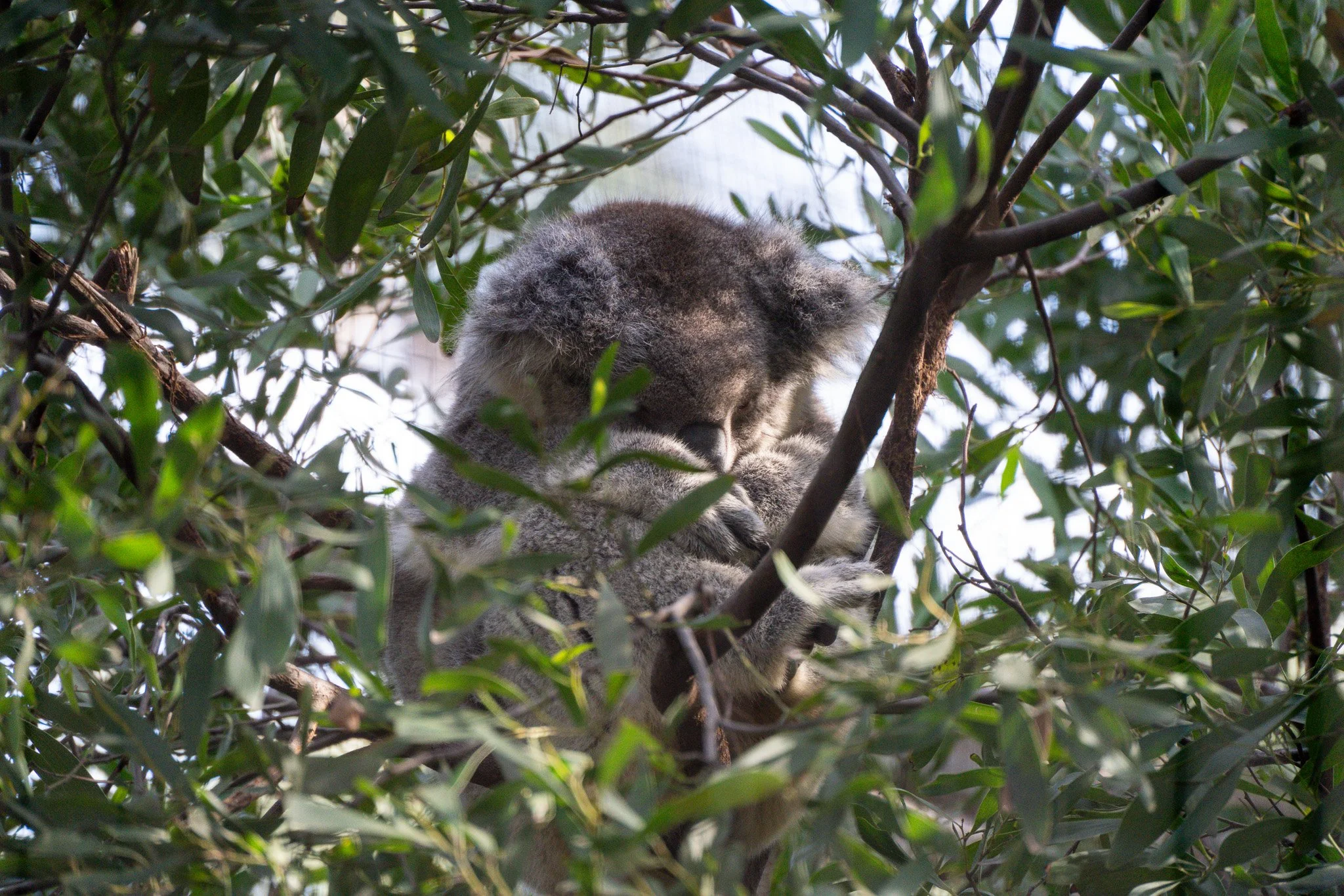 Sleeping koala half face tucked at Melbourne Zoo