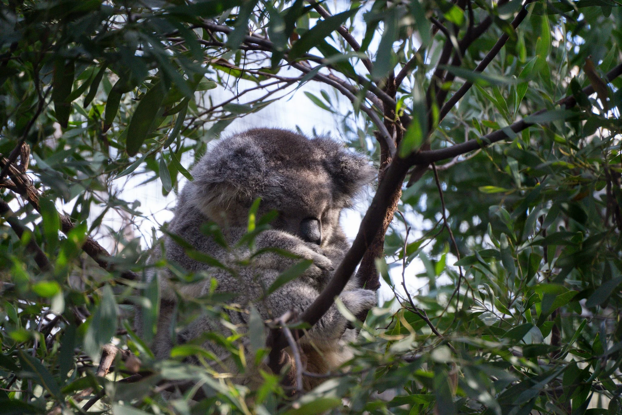Sleeping koala face tucked at Melbourne Zoo