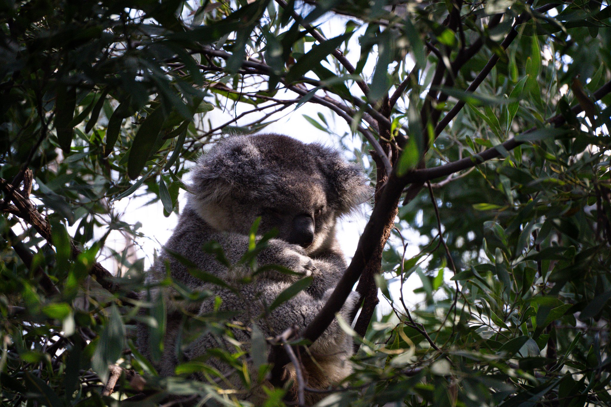 Sleeping koala face up at Melbourne Zoo