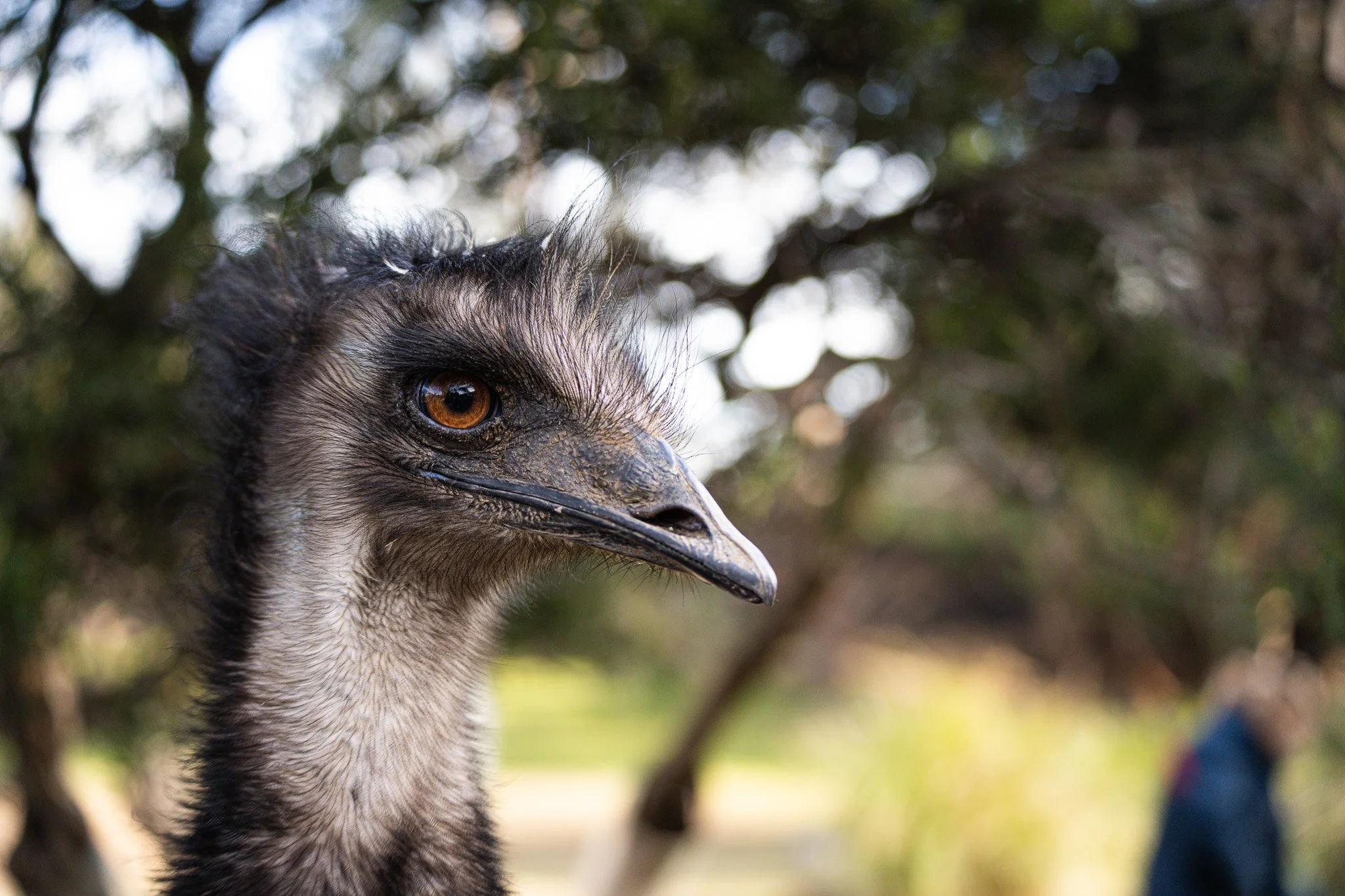 Emu looks to the right at Melbourne Zoo