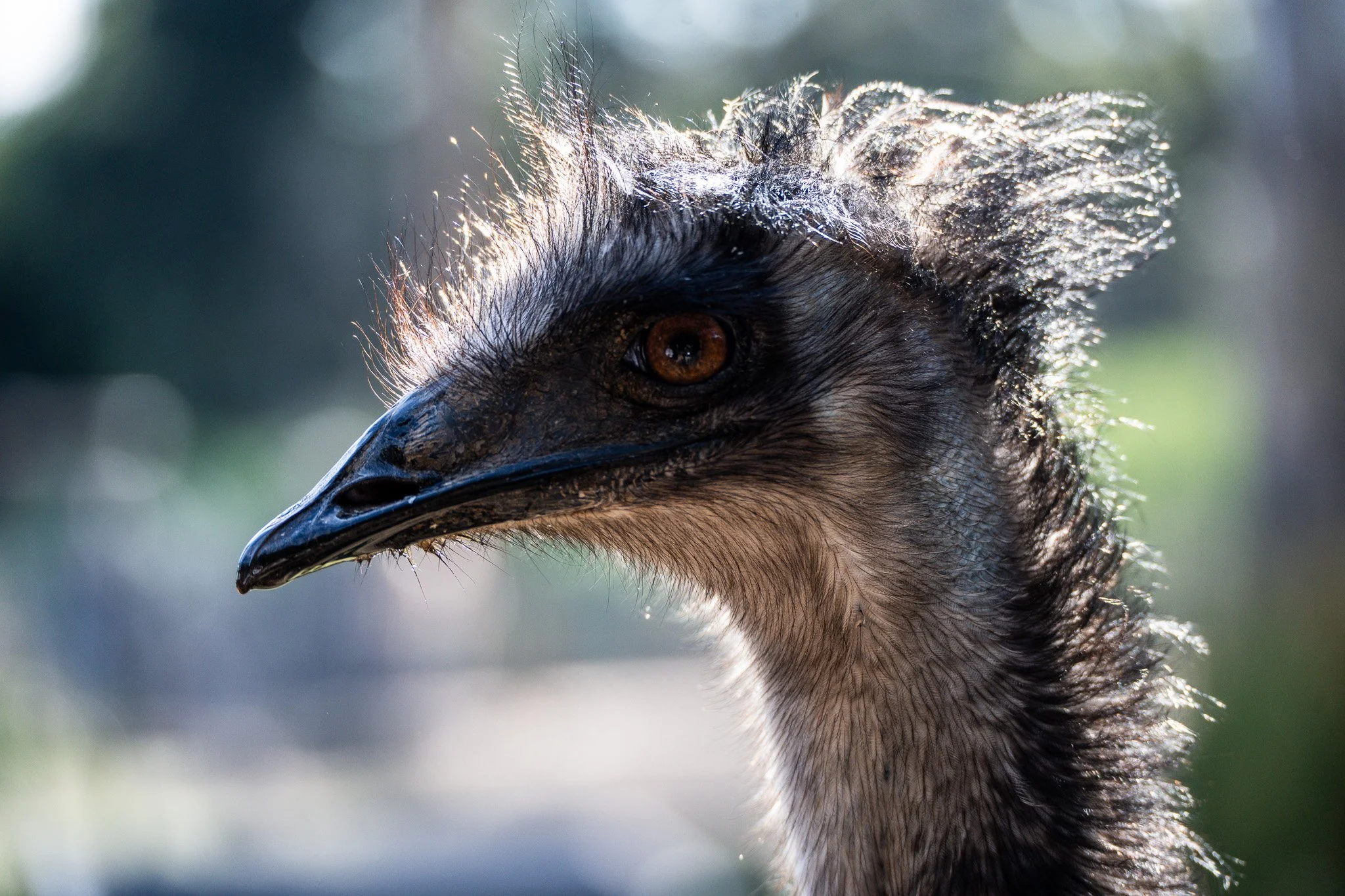 Emu looks to the left at Melbourne Zoo